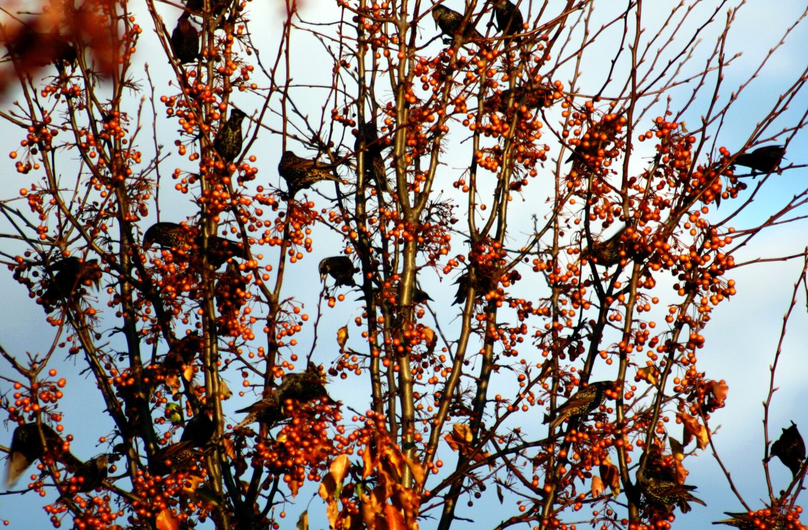 Canon EOS 450D (EOS Rebel XSi / EOS Kiss X2) sample photo. Birds, berries, branch photography