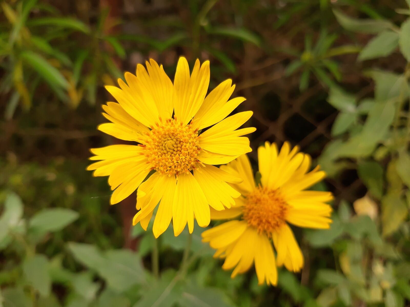 Samsung Galaxy A50 sample photo. Flower, decoration, yellow photography