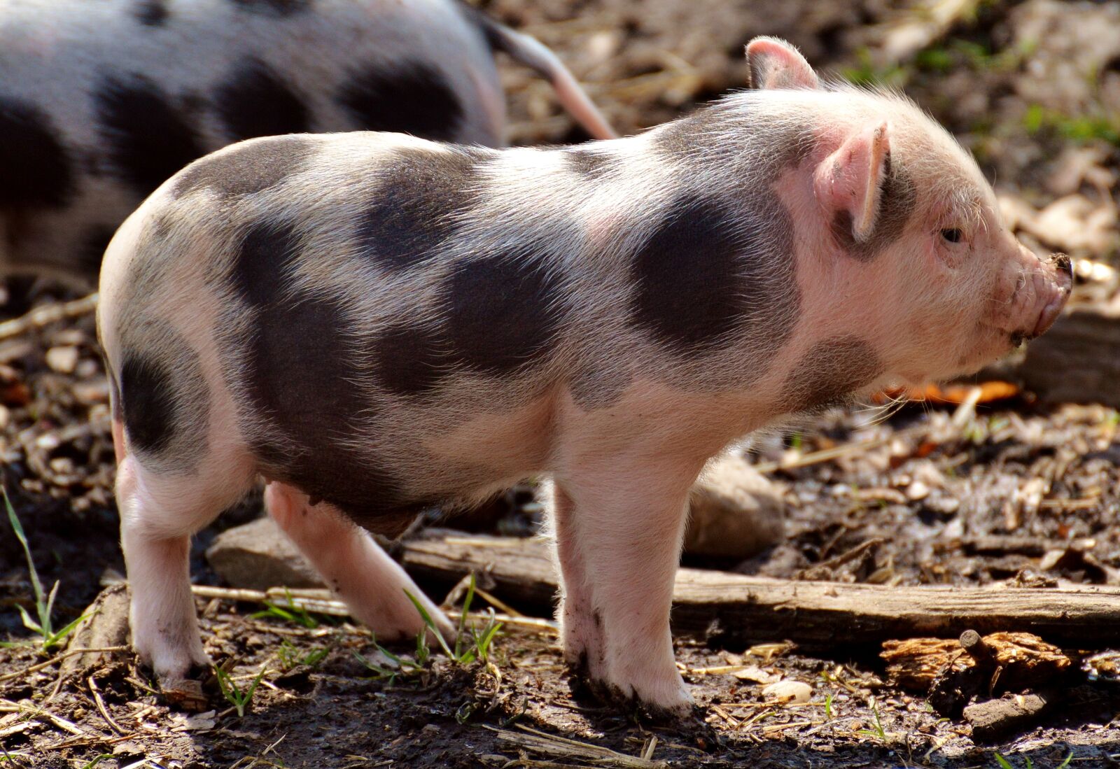 Nikon D3200 sample photo. Piglet, small pigs, mini photography