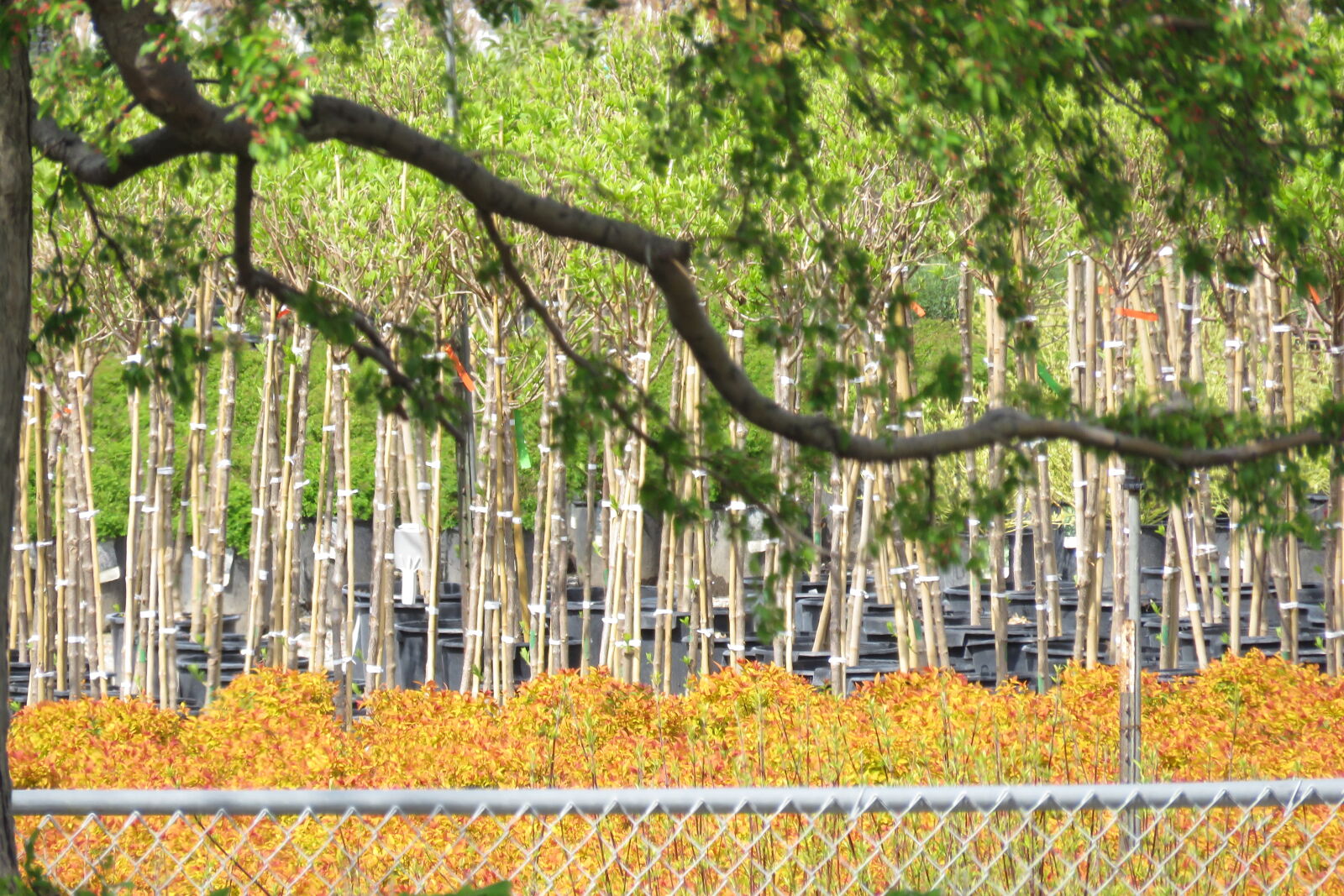 Canon PowerShot SX60 HS sample photo. Shrubs, trees photography