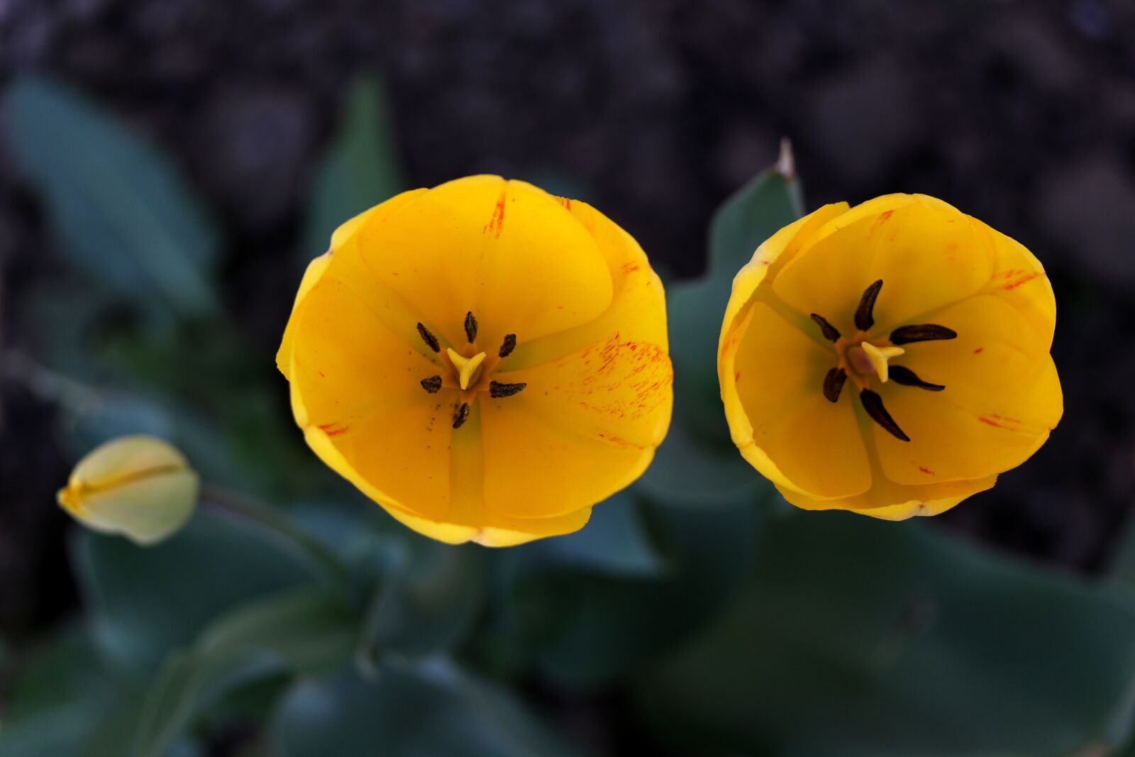 Canon EF-S 60mm F2.8 Macro USM sample photo. Tulip, yellow, flowers photography