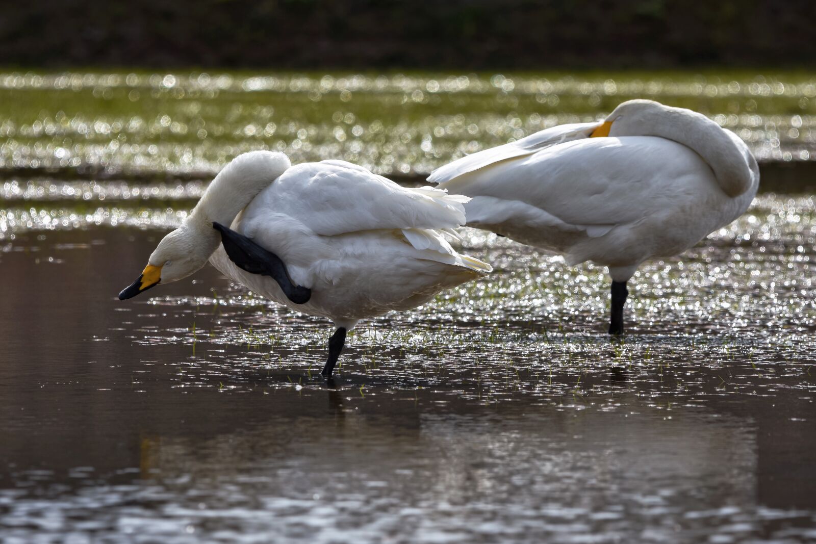 Nikon D7200 sample photo. Animal, paddy field, water photography