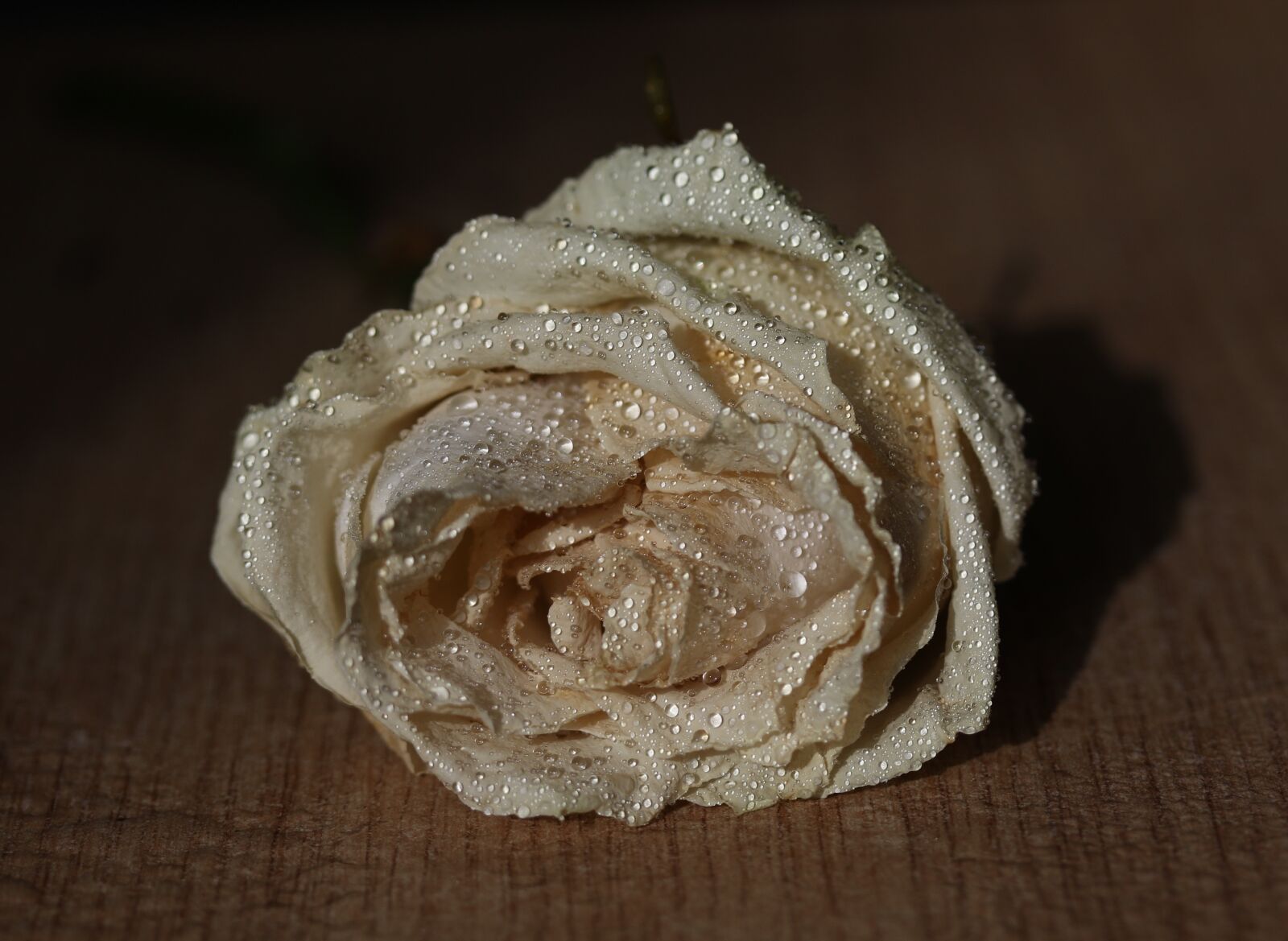 Canon EF-S 60mm F2.8 Macro USM sample photo. Rose, white, petals photography