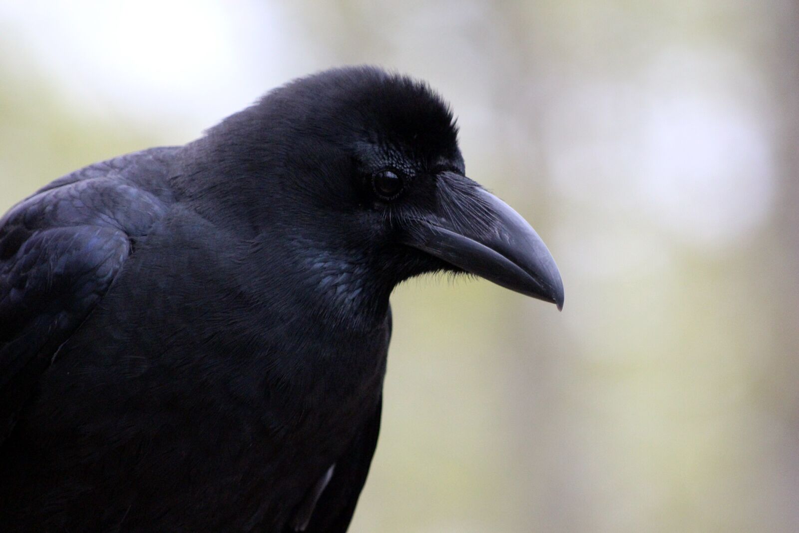 Canon EOS 650D (EOS Rebel T4i / EOS Kiss X6i) sample photo. A crow, corvus macrorhynchos photography