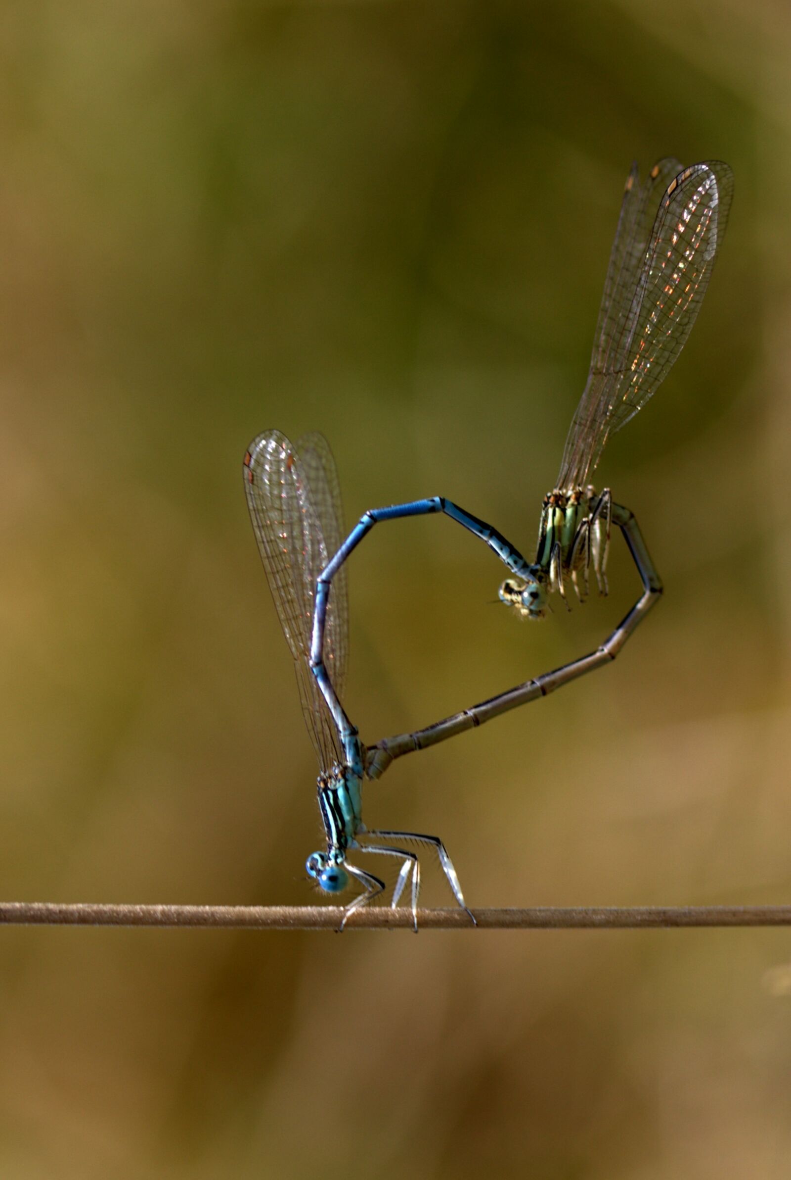 Canon EF-S 60mm F2.8 Macro USM sample photo. Dragonfly, reproduction, insecta photography