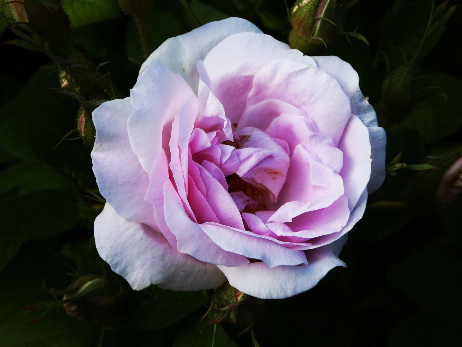 Panasonic DMC-TZ61 sample photo. Scented rose, ornamental garden photography