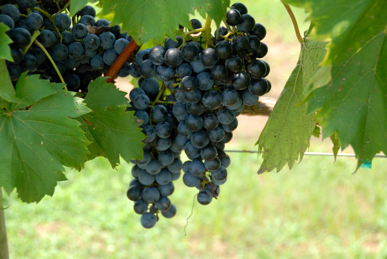 Nikon D200 sample photo. Grapes, vine, vineyard photography