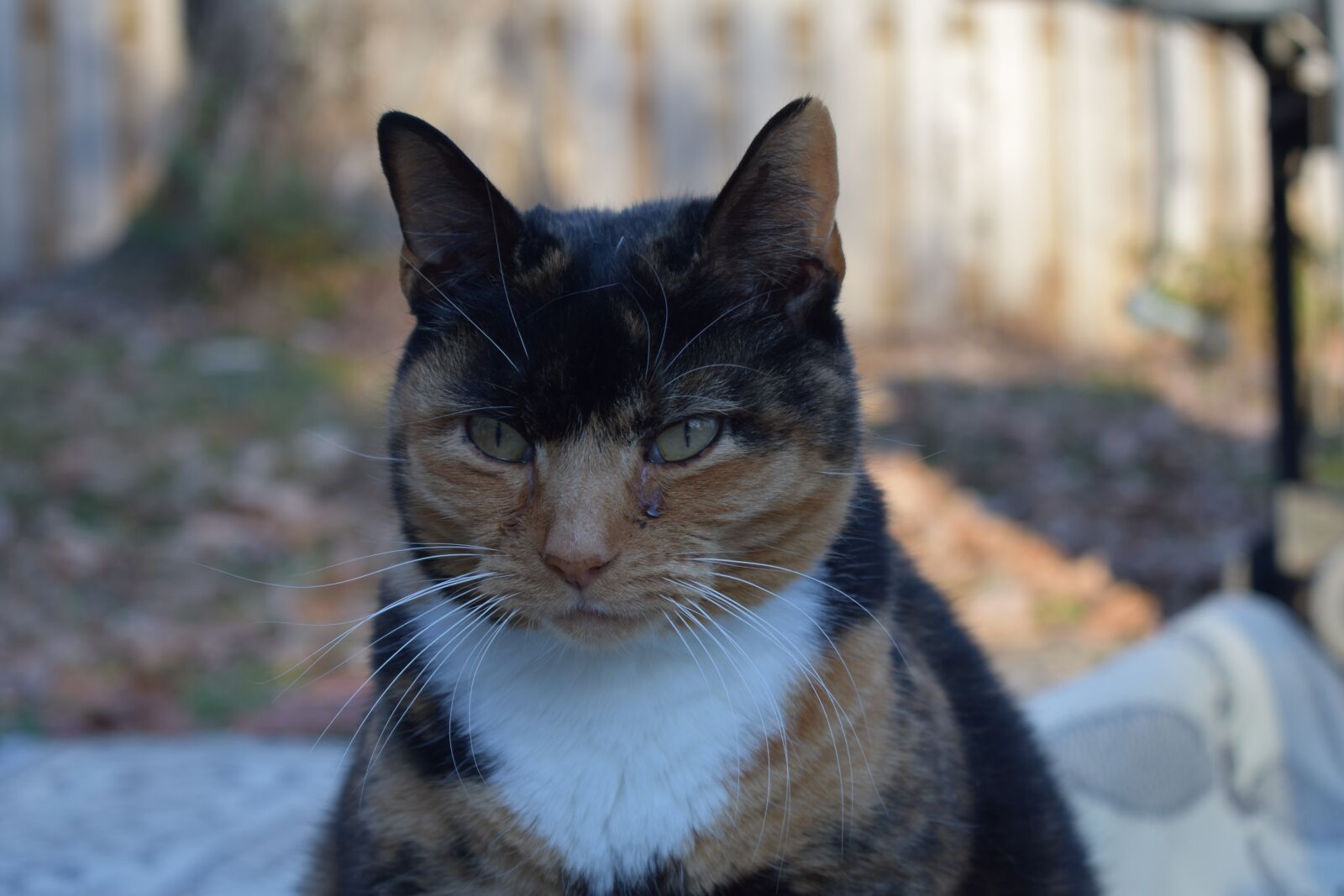 Nikon D3400 sample photo. Angry, calico, cat photography