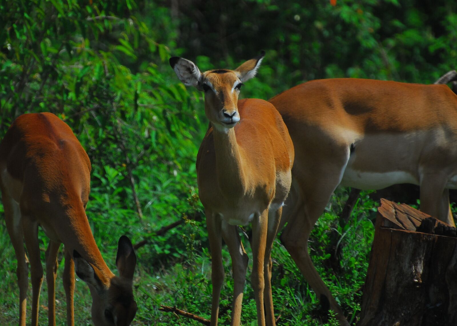Nikon D200 sample photo. Impala, antelope, nature photography