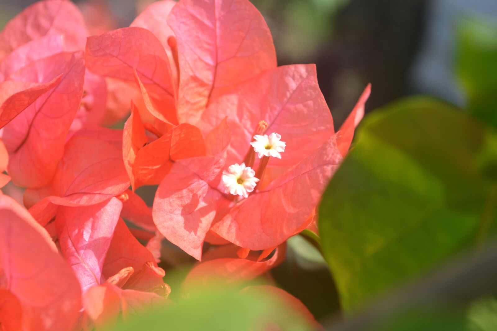 Nikon D3100 sample photo. Flowers, view, red flower photography