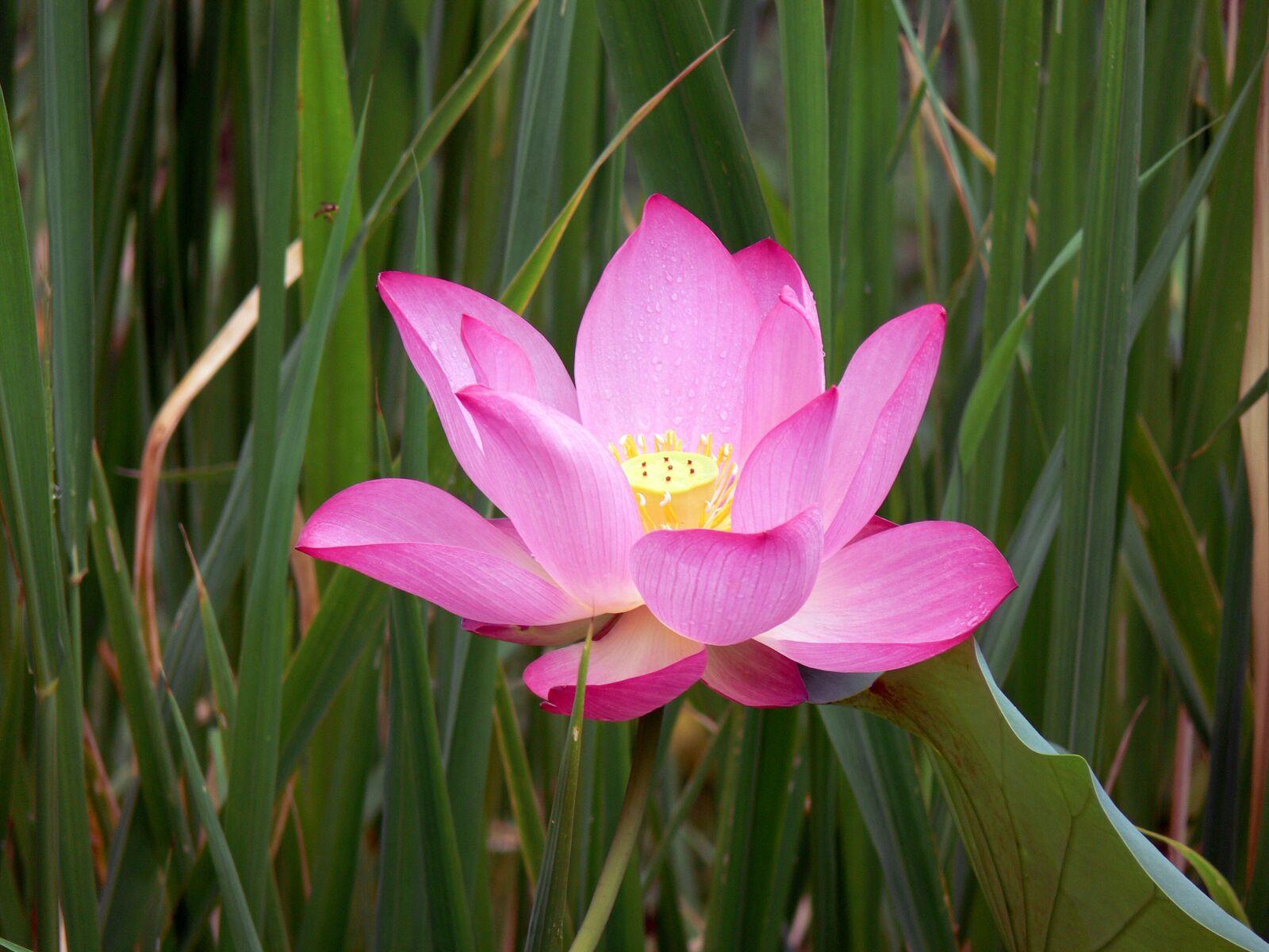 Panasonic DMC-FZ30 sample photo. Lily, flower, nature photography