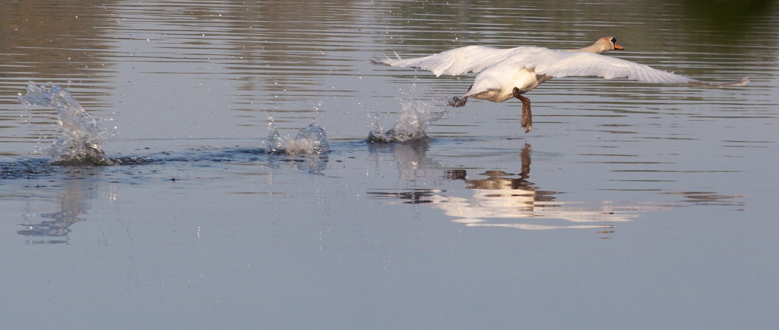 Canon EF 70-200mm F4L USM sample photo. Swan taking flight, swan photography