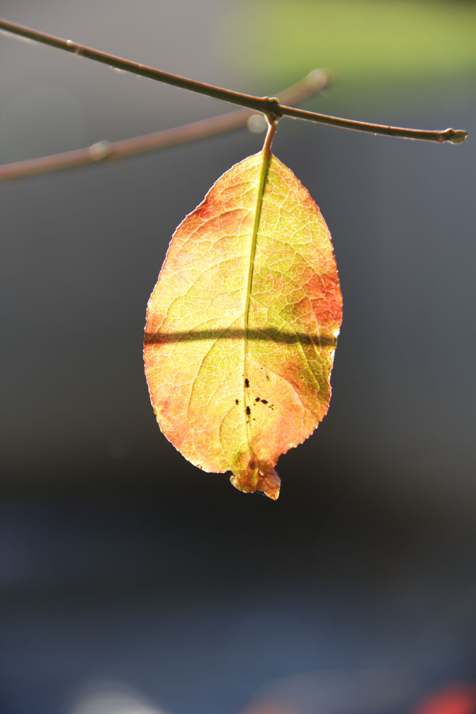 Canon EOS 60D sample photo. Autumn leaf, bright, leaf photography