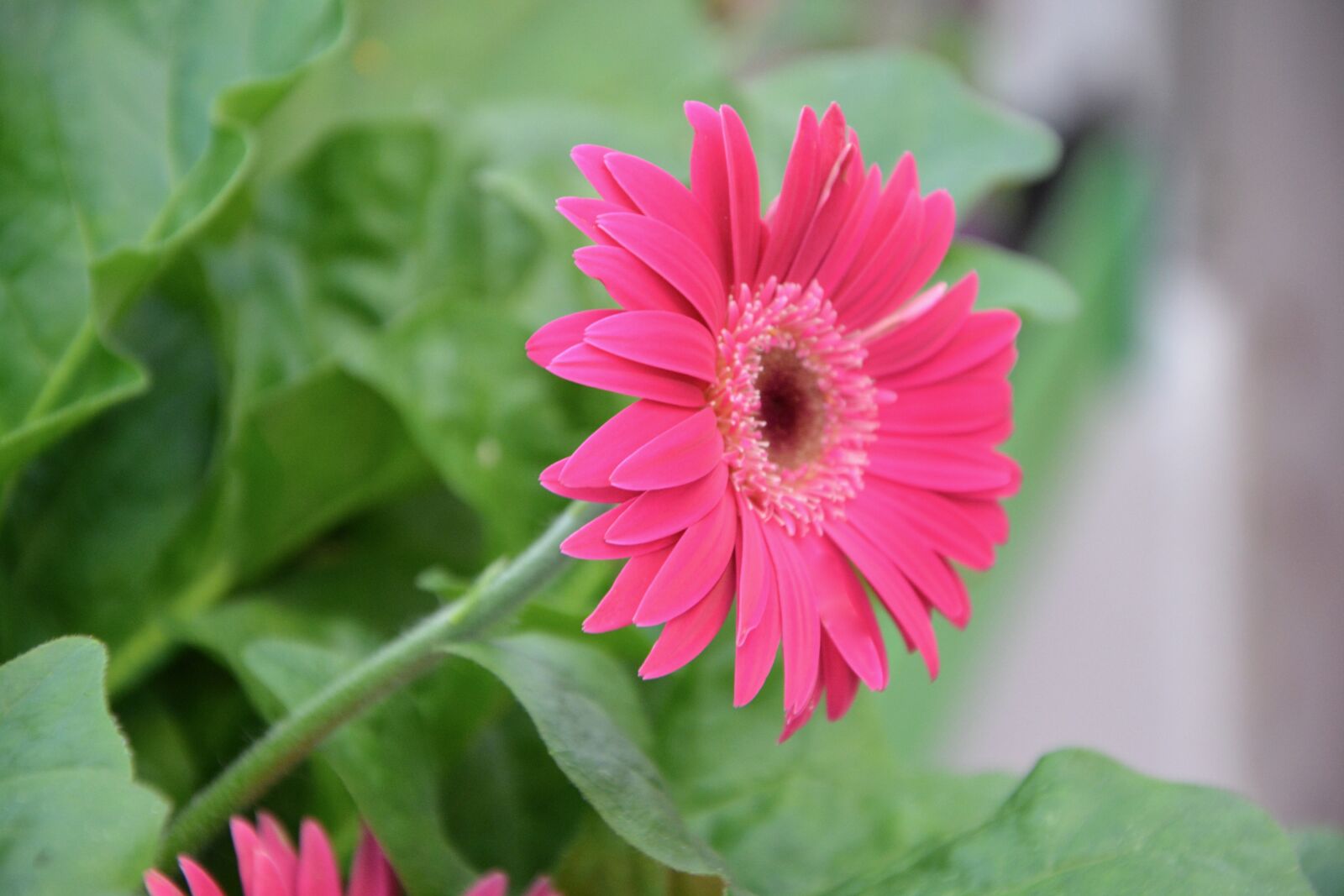 Nikon D5200 sample photo. Flowers, pink, petals photography
