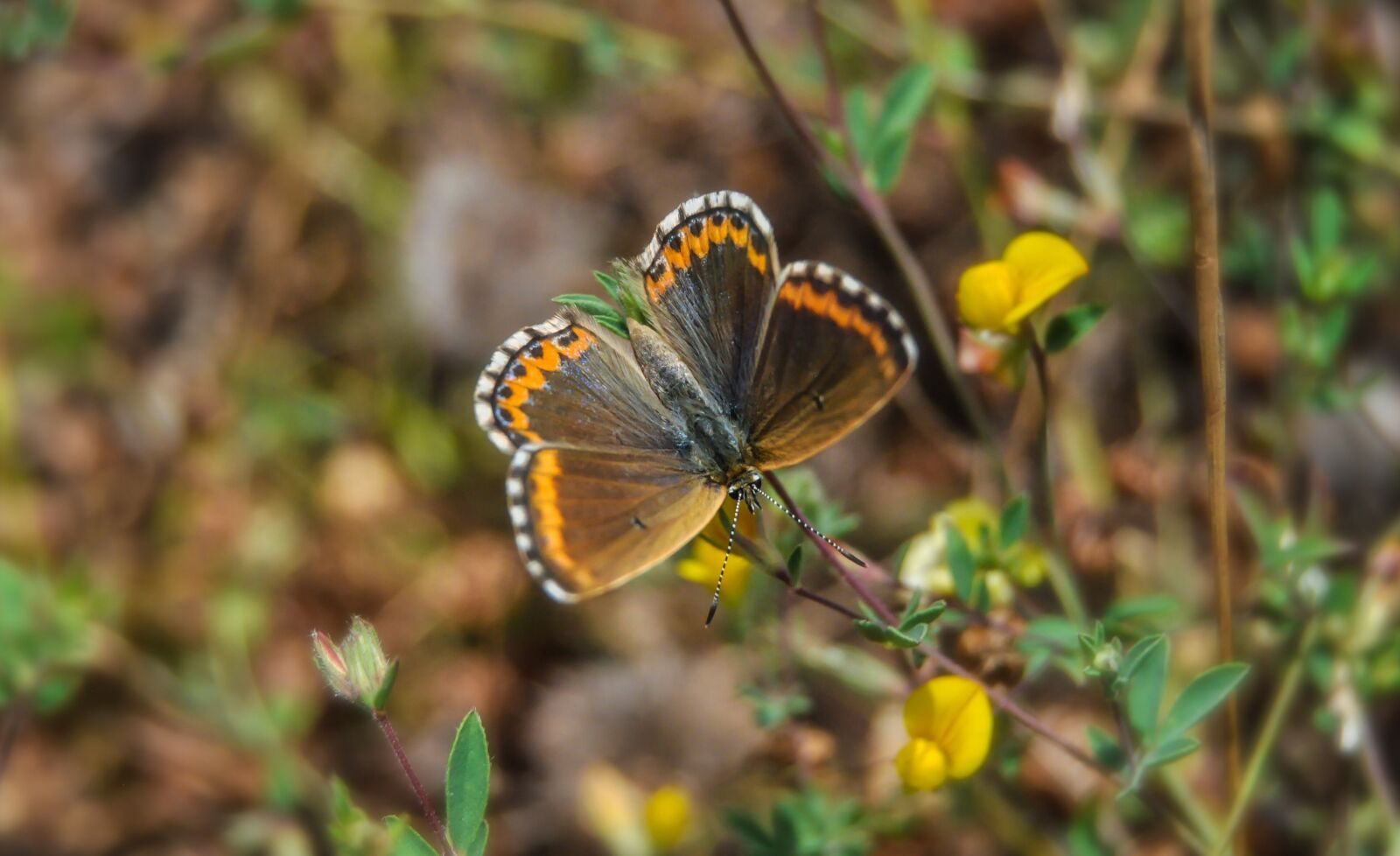 Nikon D90 sample photo. Butterfly, plant, nature photography