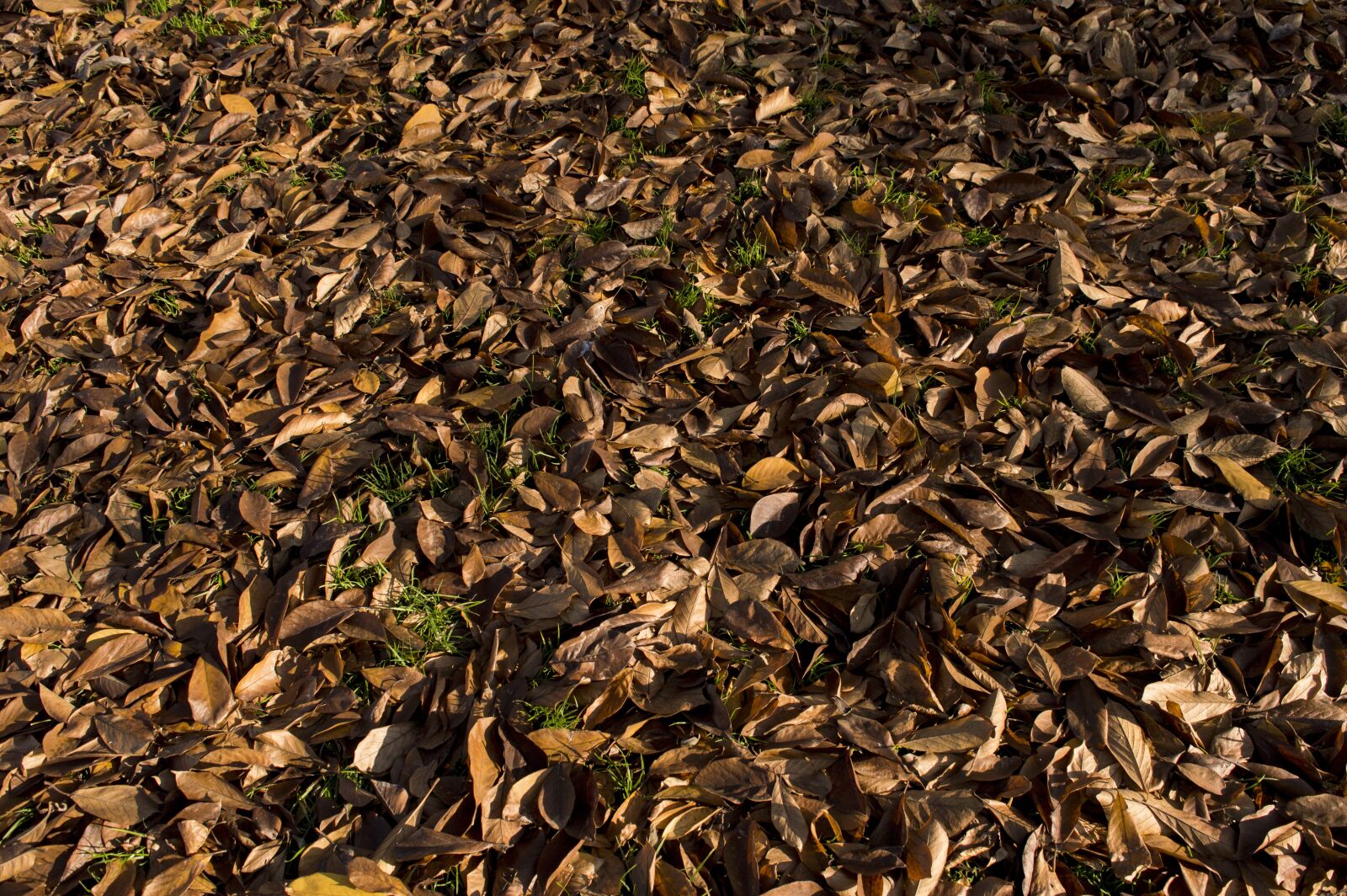 Nikon D3200 sample photo. Leafs, autumn, nature photography