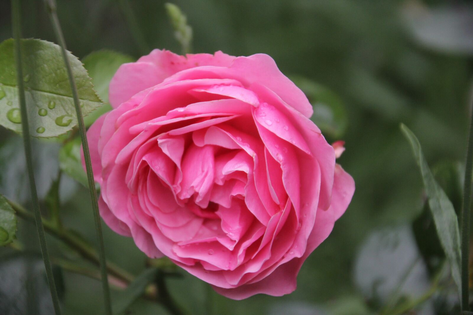 Canon EOS 60D sample photo. Rose, pink, open rose photography