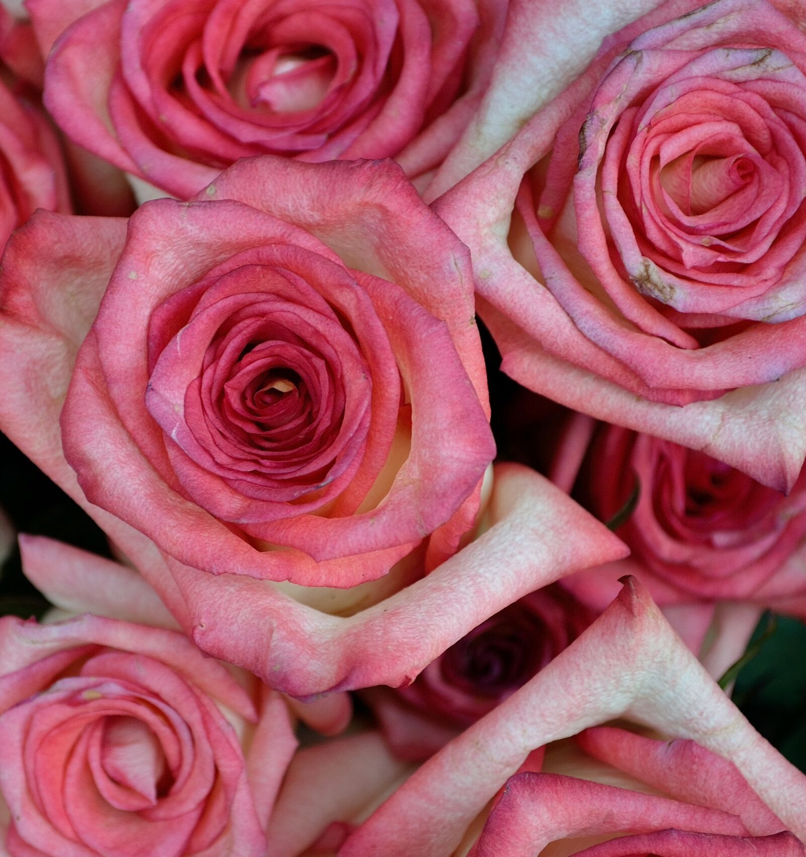 Nikon D3100 sample photo. Pink roses, roses, flowers photography