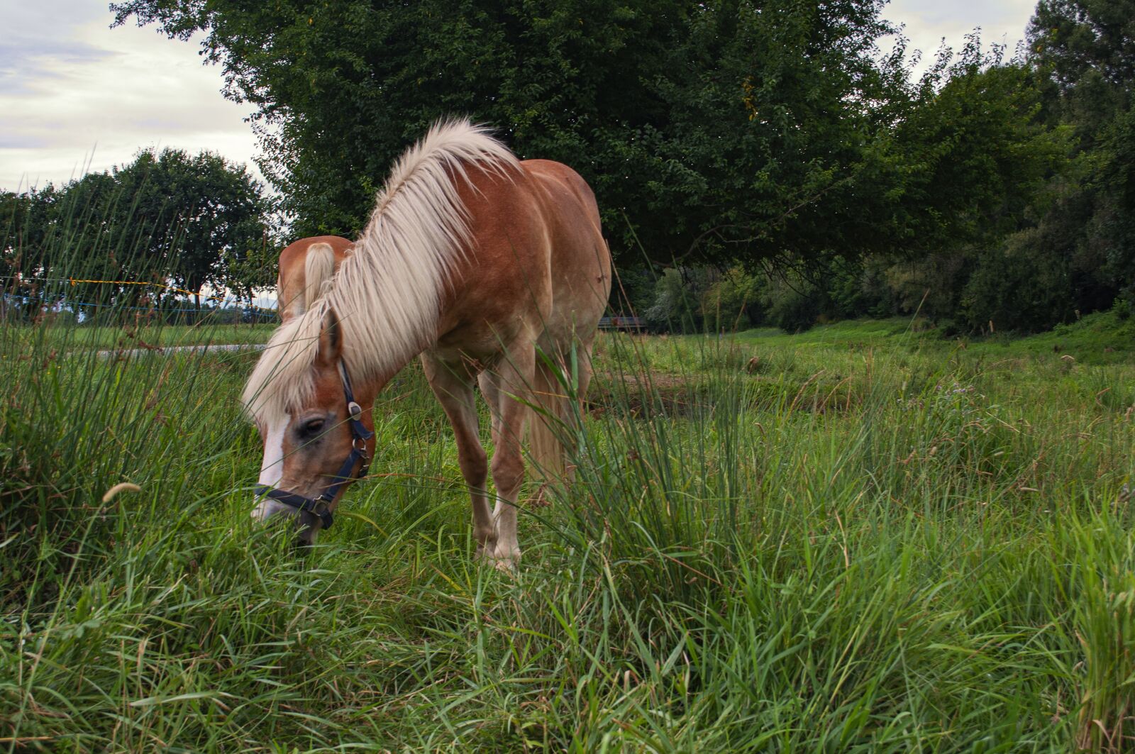 Nikon D90 sample photo. Horse, equestrian sport, sport photography