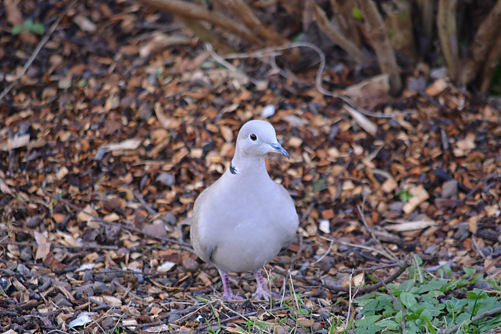 Nikon D5200 sample photo. Bird, dove, animals photography