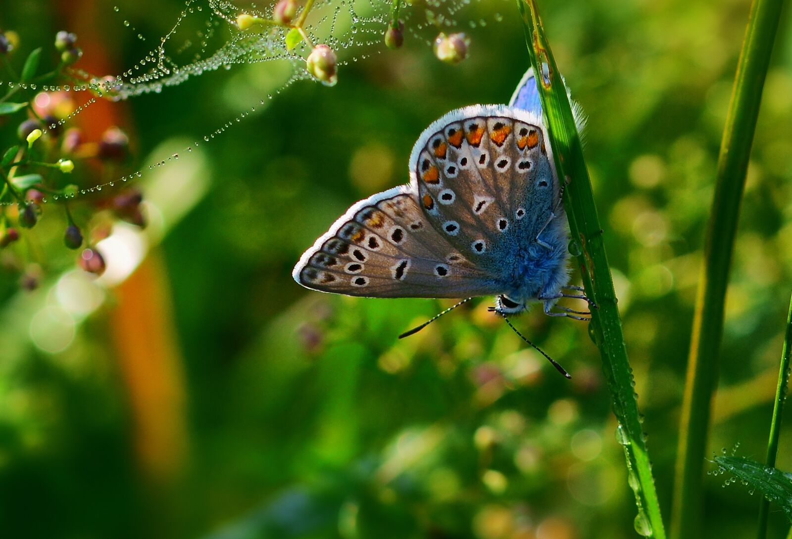 Nikon D5200 sample photo. Butterfly, common blue, close photography