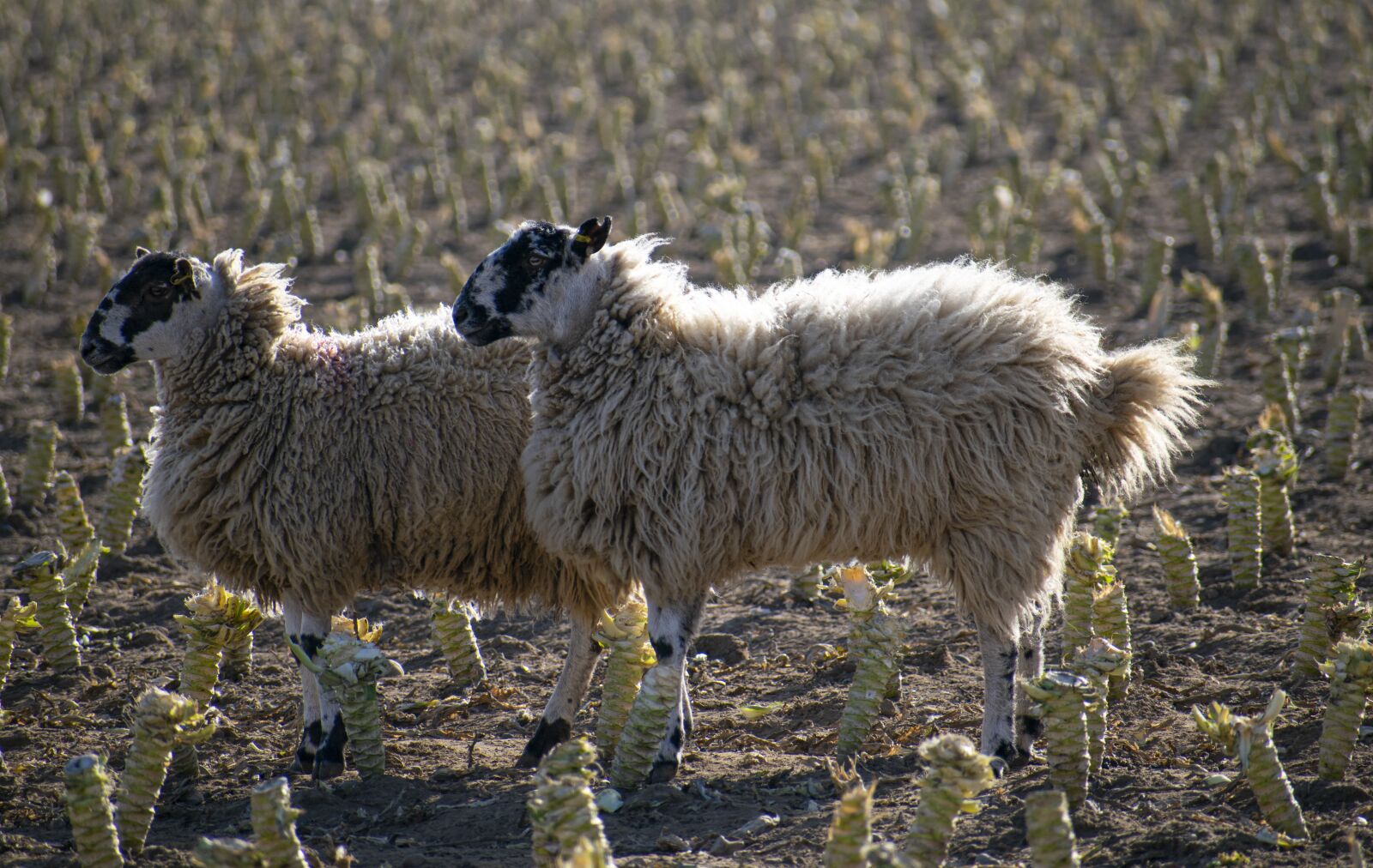 Nikon D3300 sample photo. Sheep, flock, countryside photography