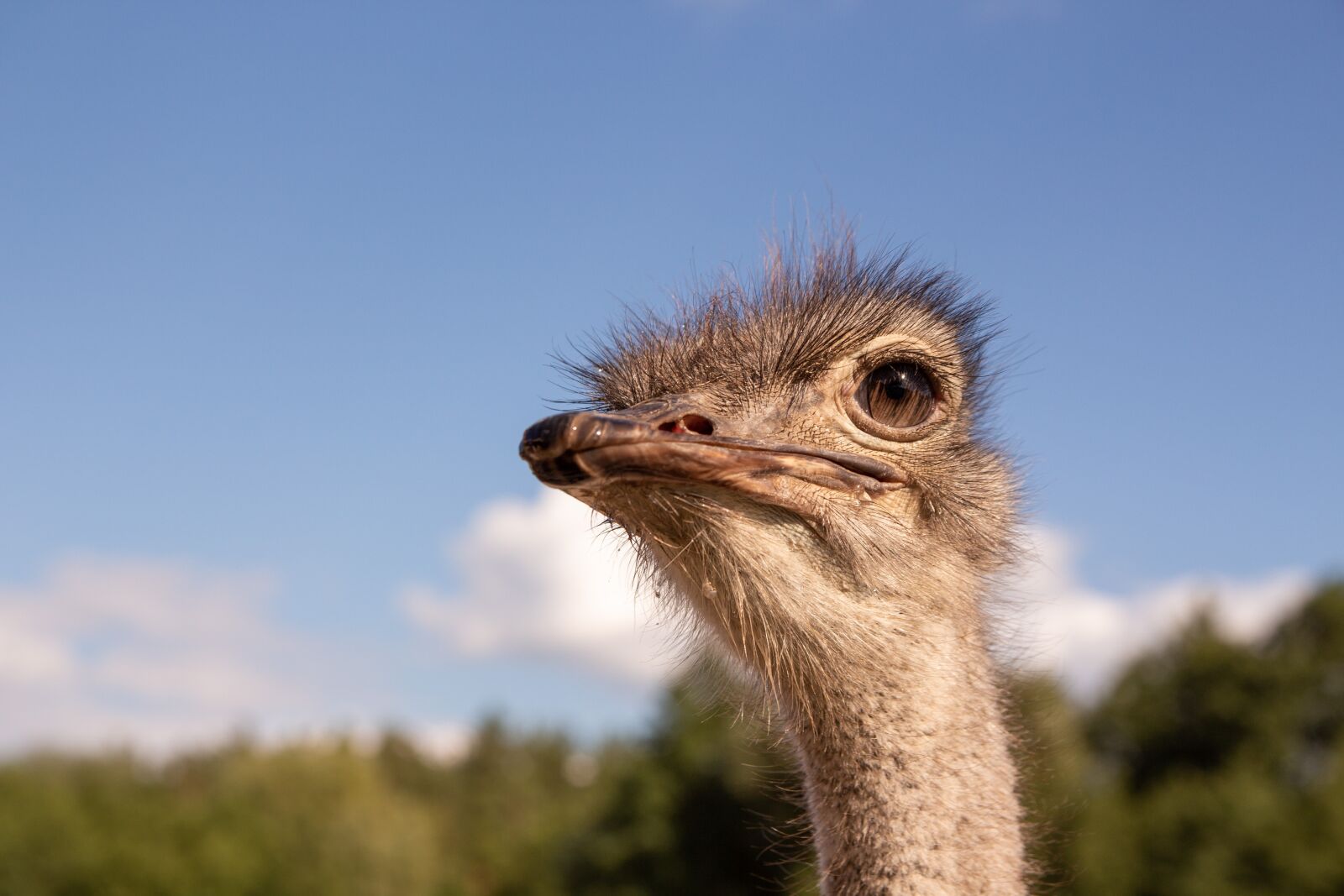 Canon EOS 700D (EOS Rebel T5i / EOS Kiss X7i) sample photo. Ostrich, head, bird photography