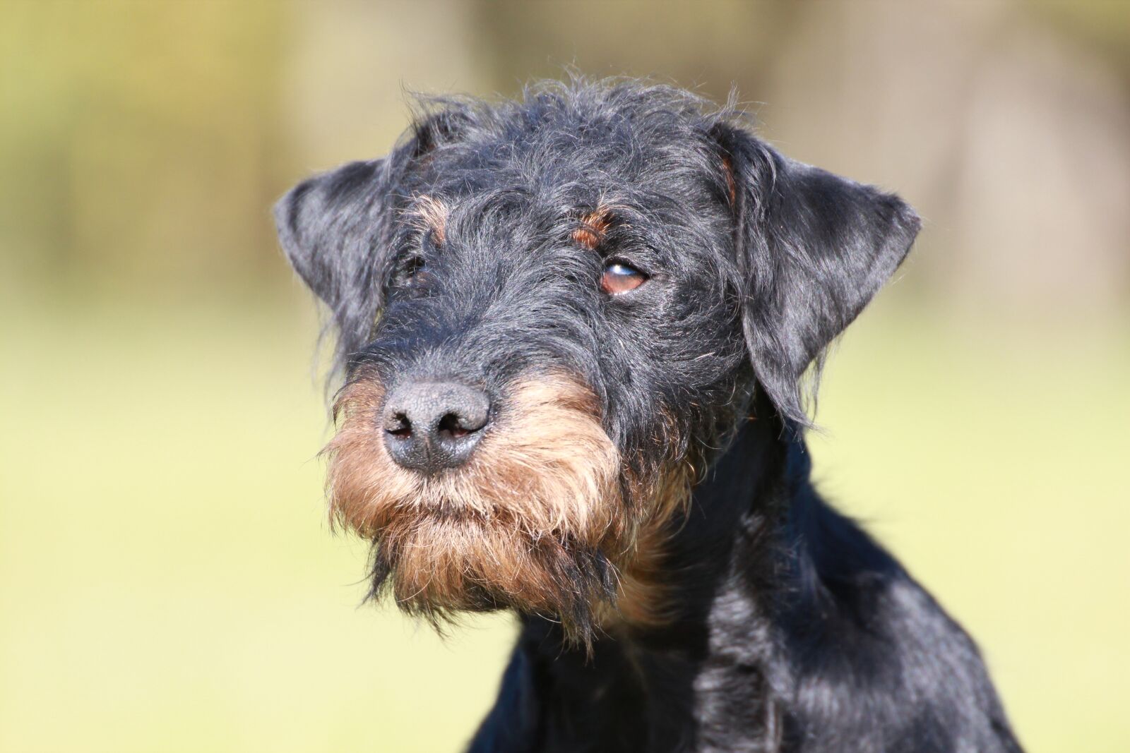 Canon EOS 600D (Rebel EOS T3i / EOS Kiss X5) sample photo. Terrier, dog, fur photography