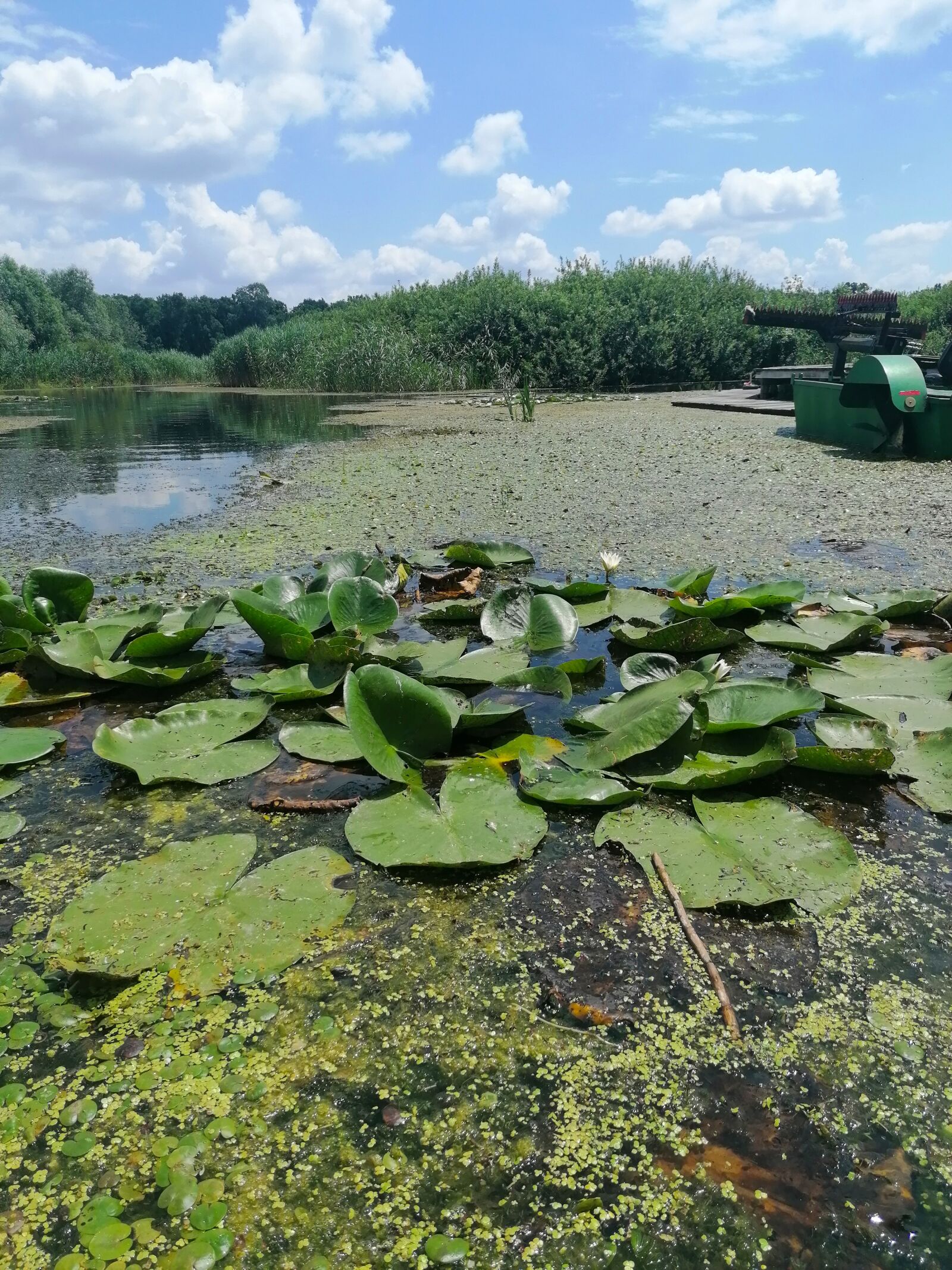 HUAWEI P30 LITE sample photo. Swamp, pool, water photography