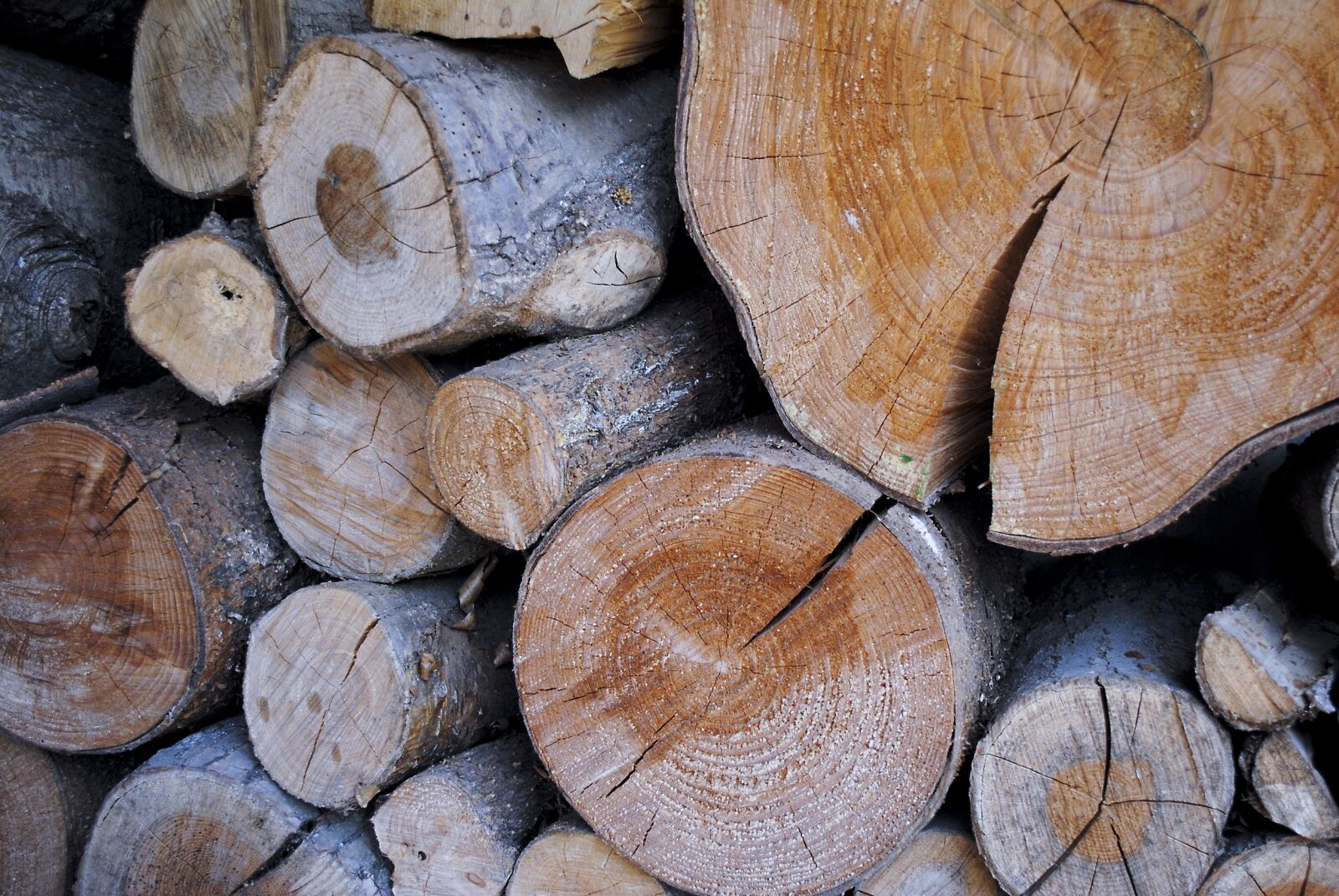 Nikon D3000 sample photo. Wood, nature, dry wood photography