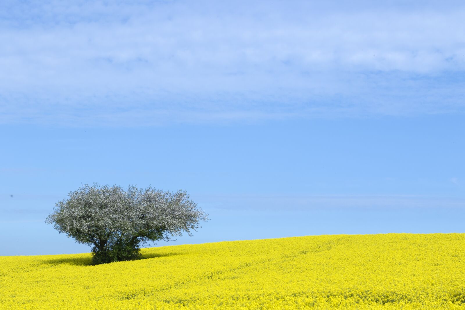Canon EOS 7D Mark II + Canon EF 24-70mm F2.8L USM sample photo. Mark, rapeseed, spring photography