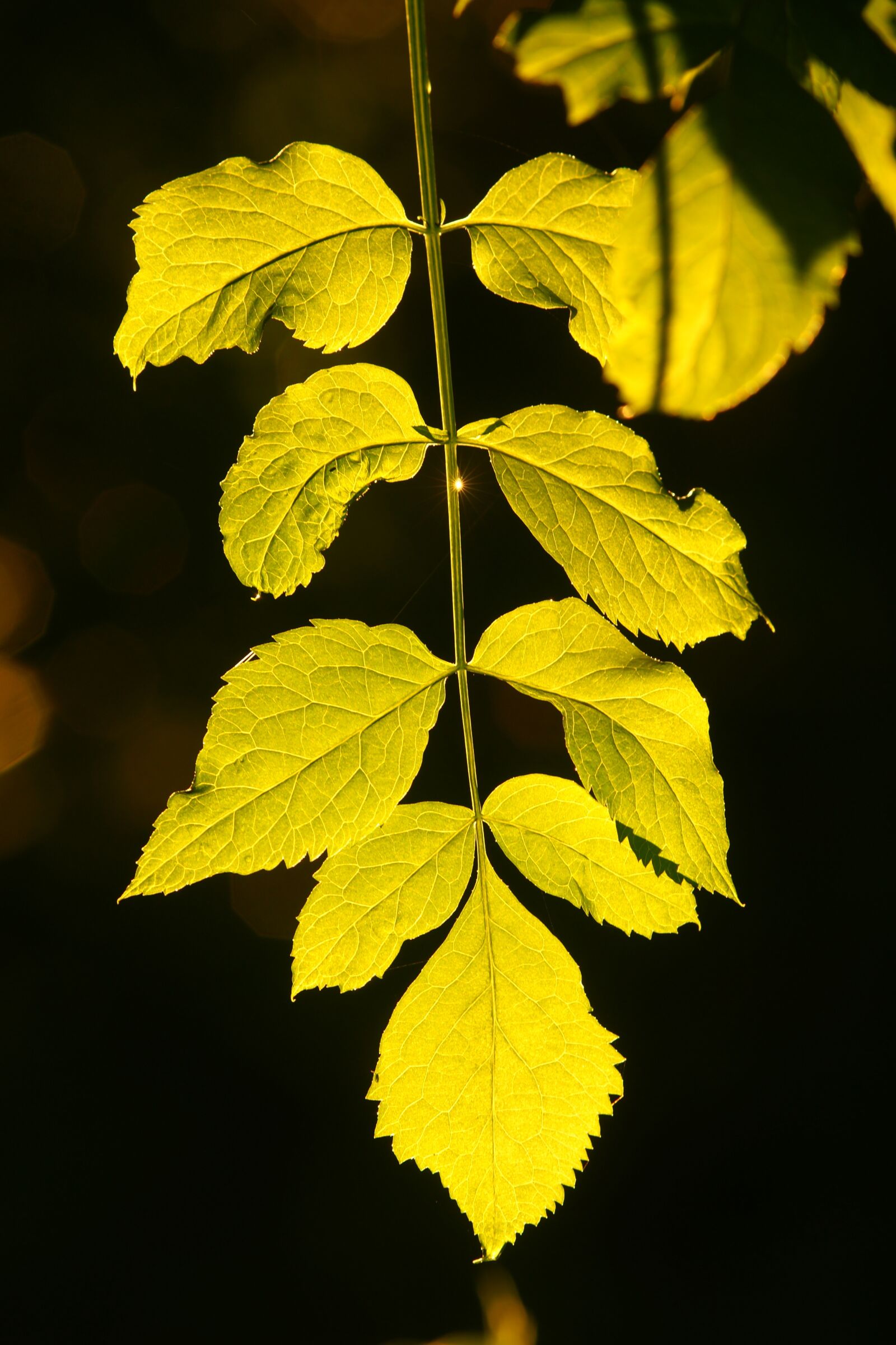 Sony Alpha DSLR-A700 sample photo. Leaf, nature, flora photography