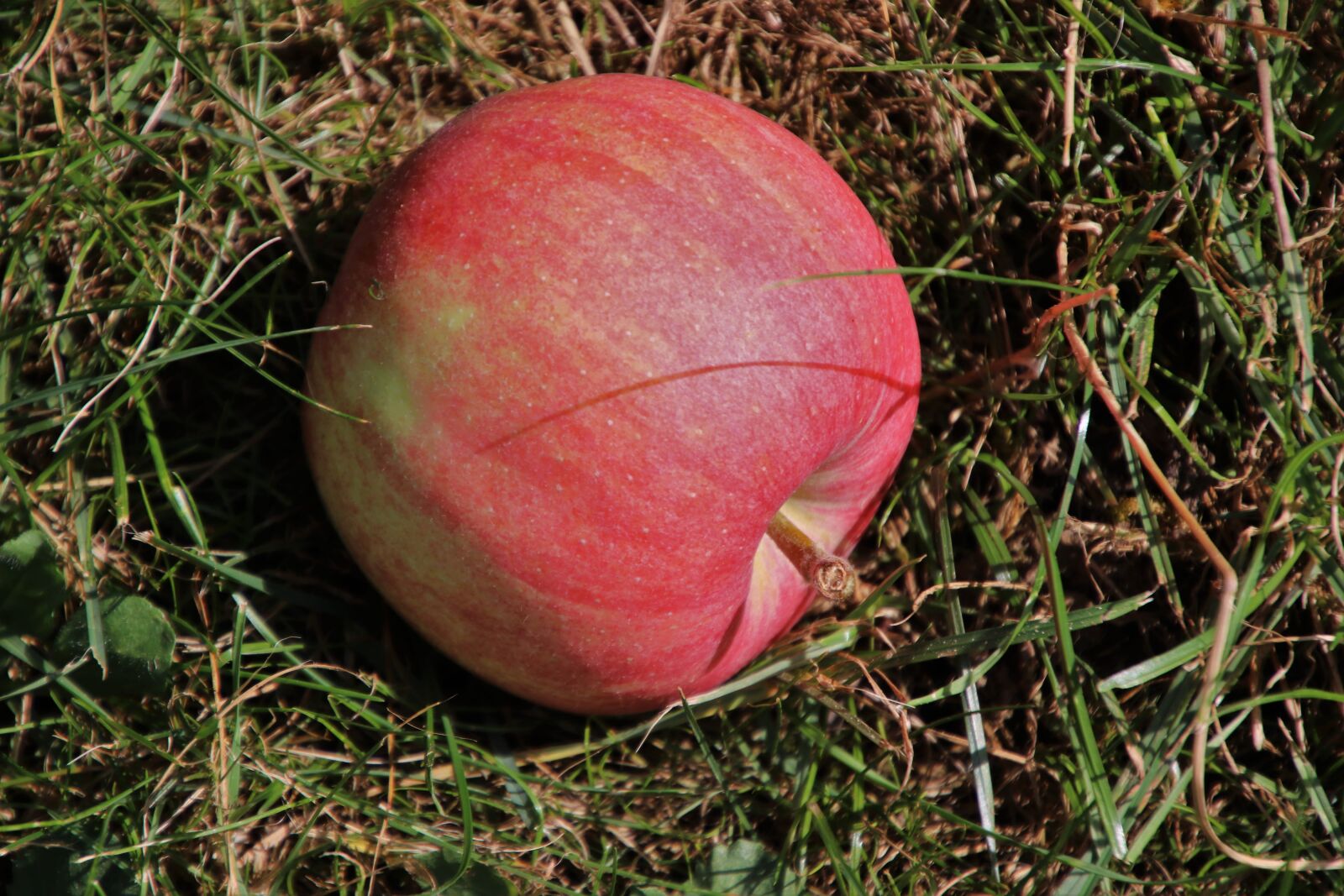 Canon EOS 80D sample photo. Apple, nature, delicious photography