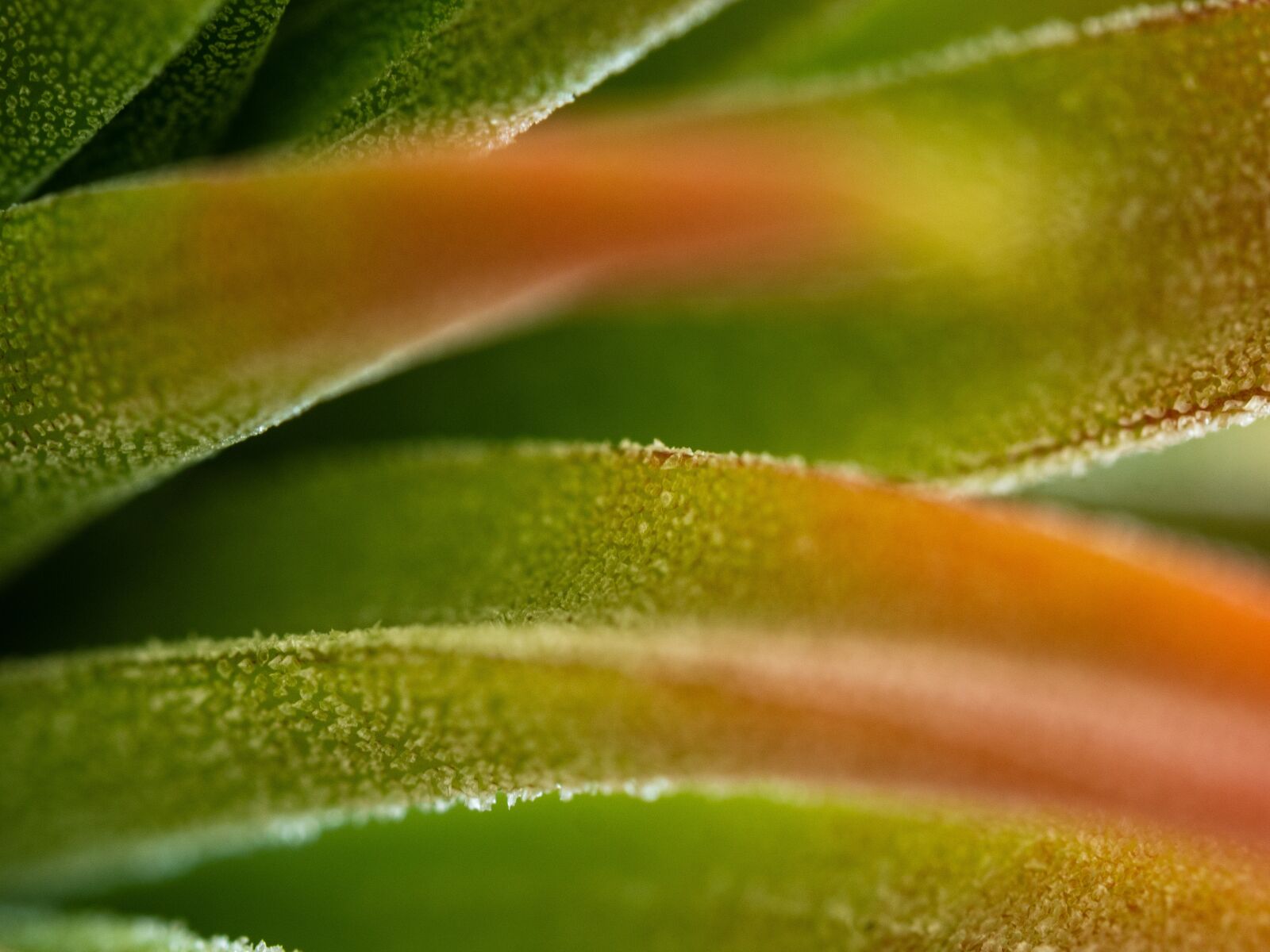 Olympus OM-D E-M10 III sample photo. Plant, tilandsie, rosette photography