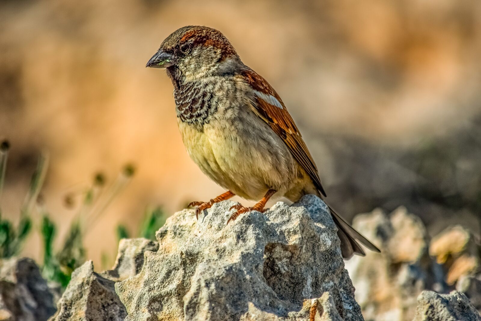 Nikon D3300 sample photo. Sparrow, bird, animal photography