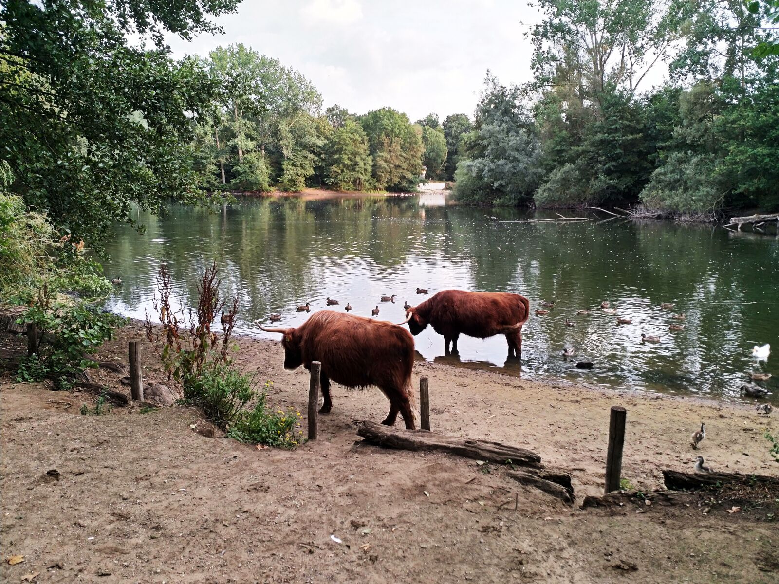 HMD Global Nokia 8 sample photo. Cow, scottish highlands cow photography