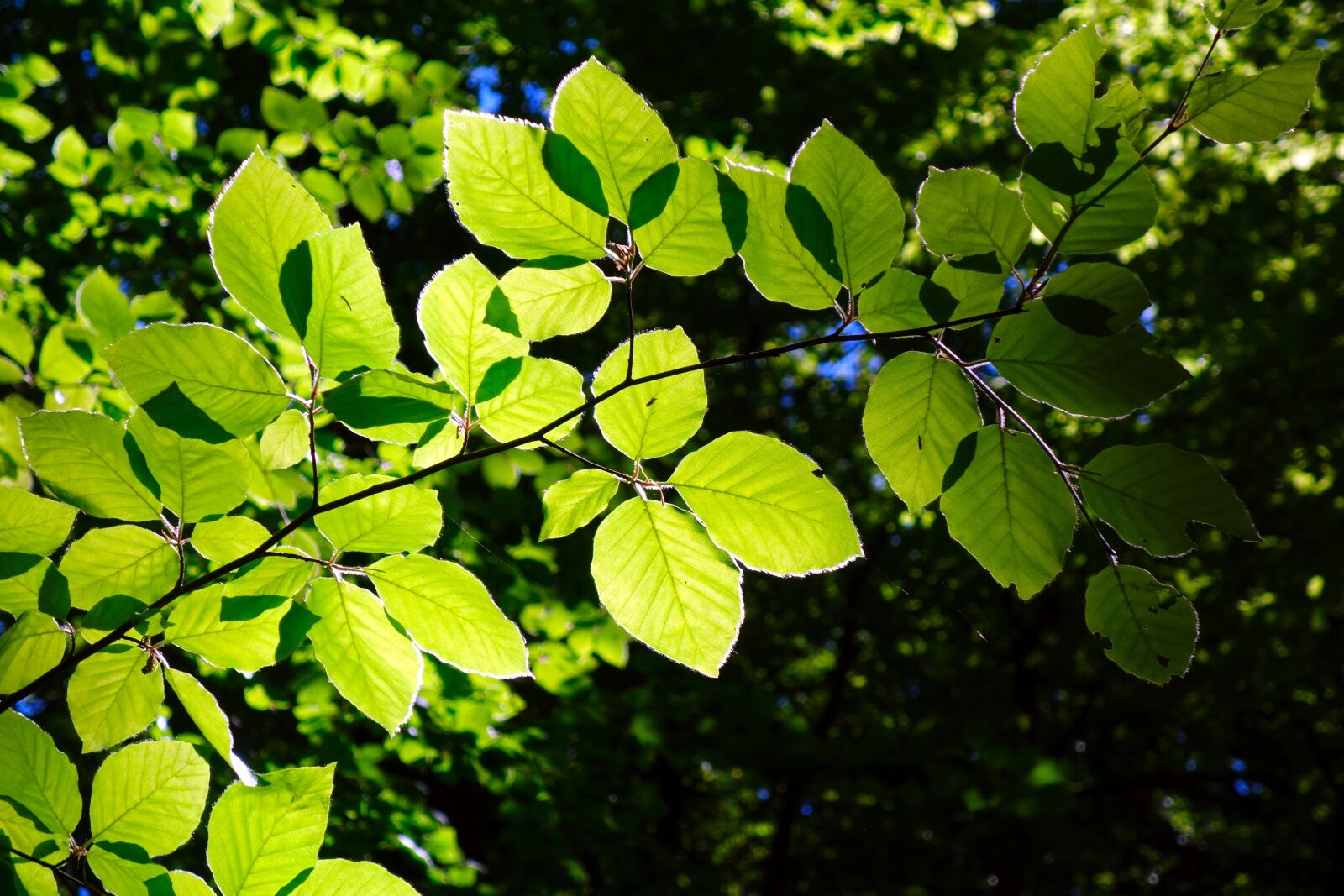 Sony Cyber-shot DSC-RX100 sample photo. Beech, branch, leaf photography