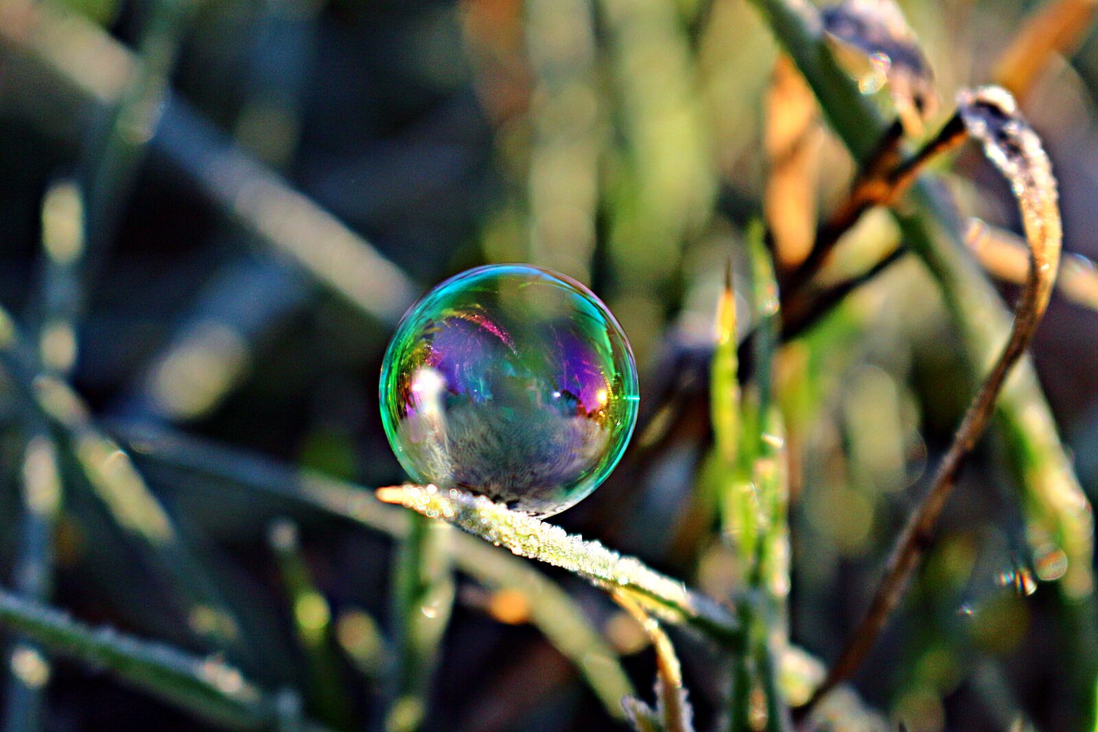 Canon EOS 100D (EOS Rebel SL1 / EOS Kiss X7) sample photo. Soap bubble, frost bubble photography