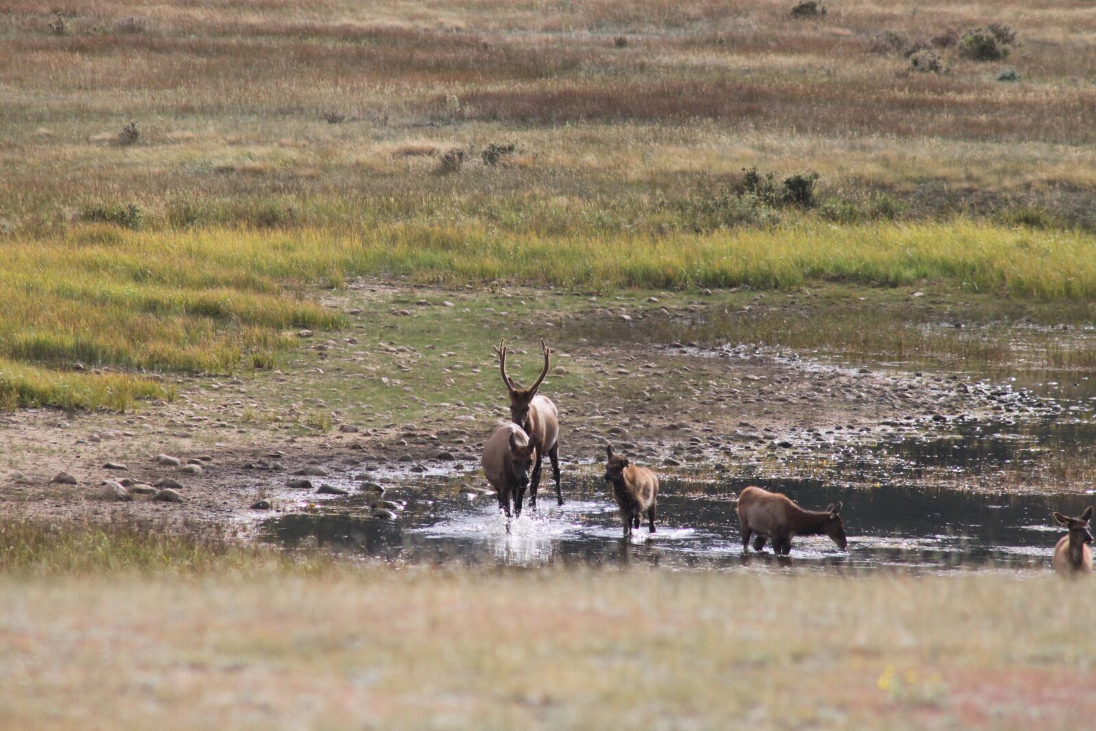 Canon EOS 500D (EOS Rebel T1i / EOS Kiss X3) sample photo. Elk, colorado, herd photography