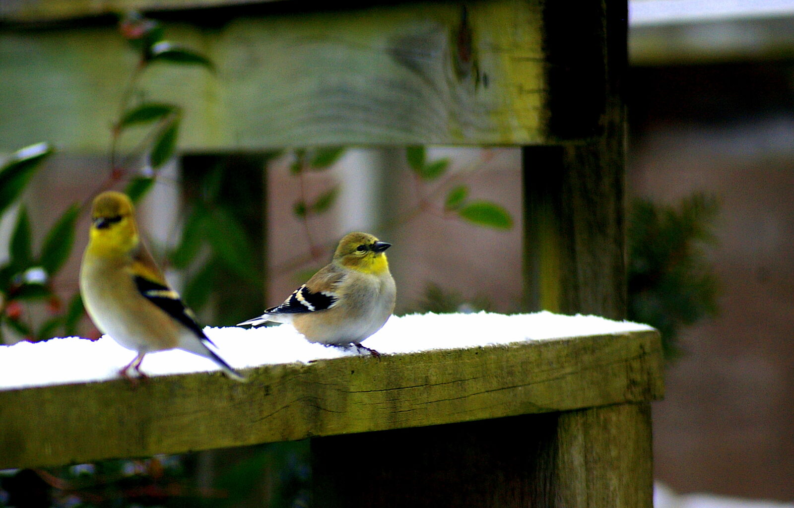 Pentax *ist DL sample photo. Bird, birds, snow, winter photography
