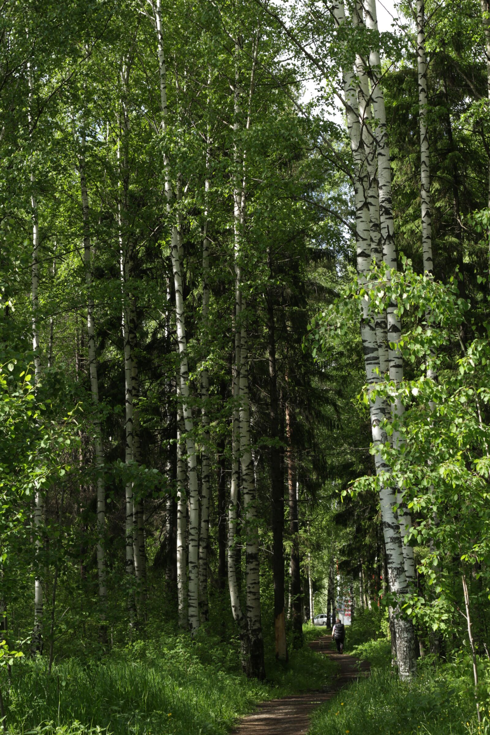 Canon EOS 60D + Canon EF 50mm F1.8 II sample photo. Park, summer, trees photography