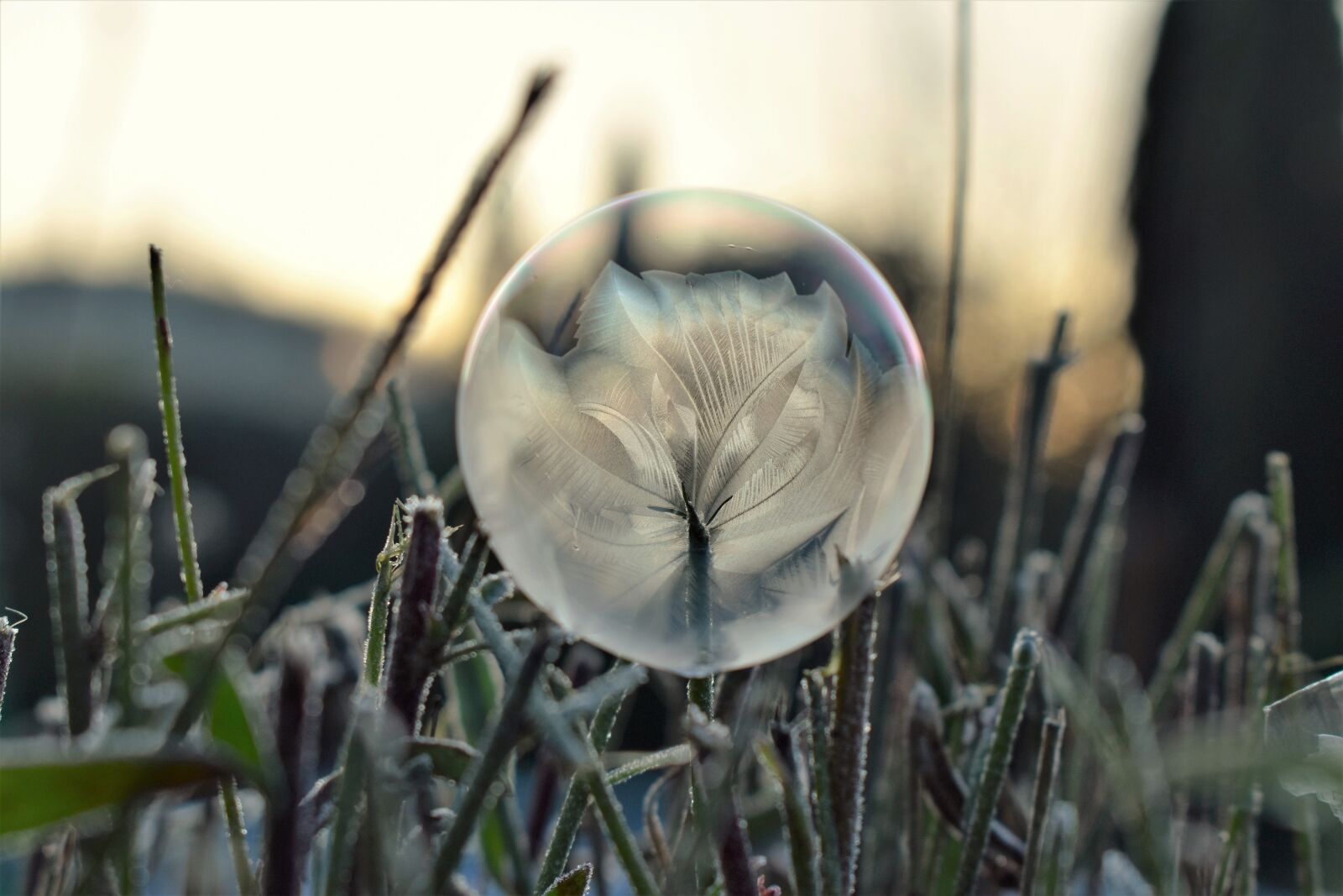 Nikon D5500 sample photo. Soap bubble, frozen, eiskristalle photography