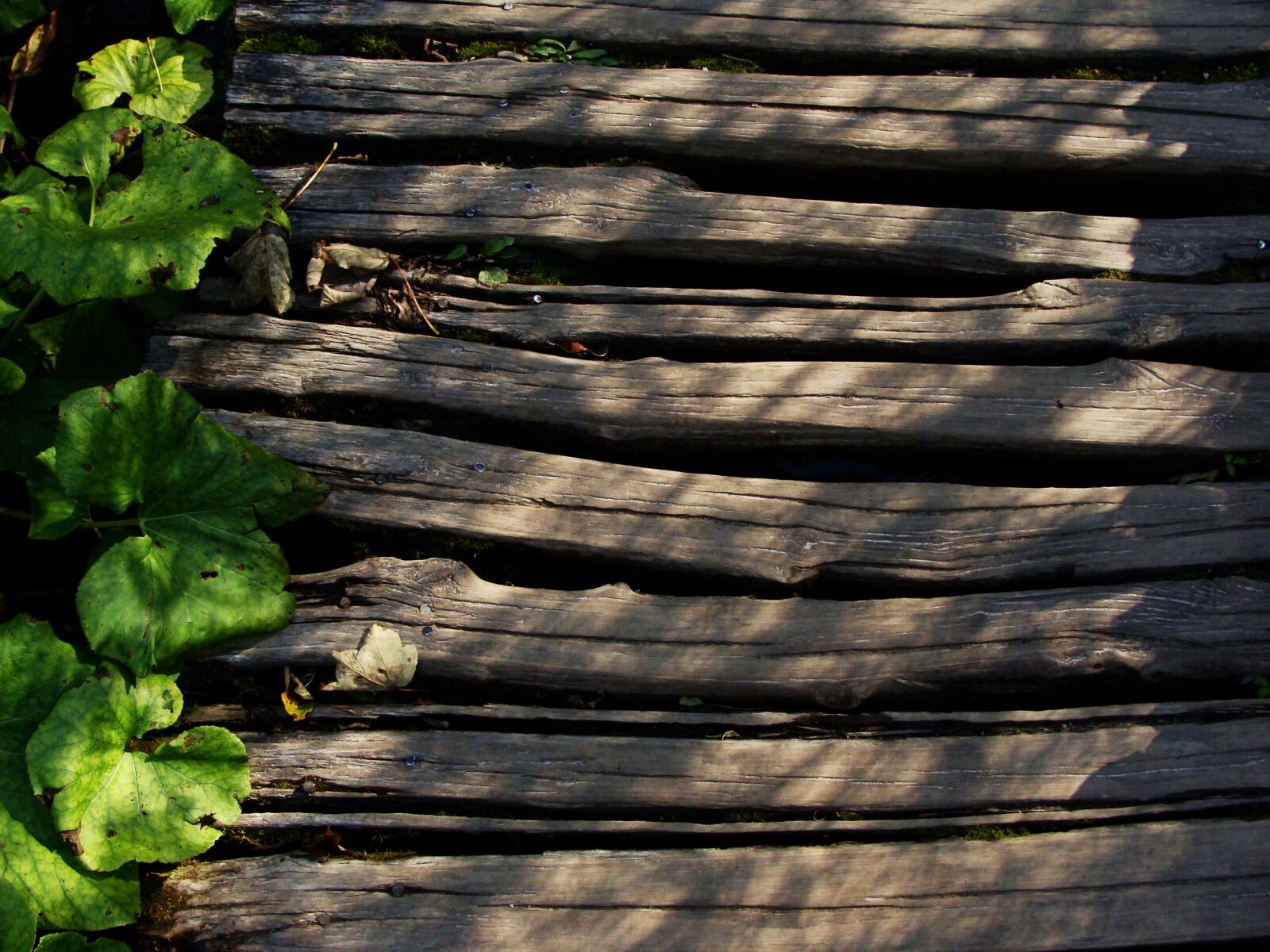 Sony Cyber-shot DSC-H10 sample photo. Wood, path, leaves photography