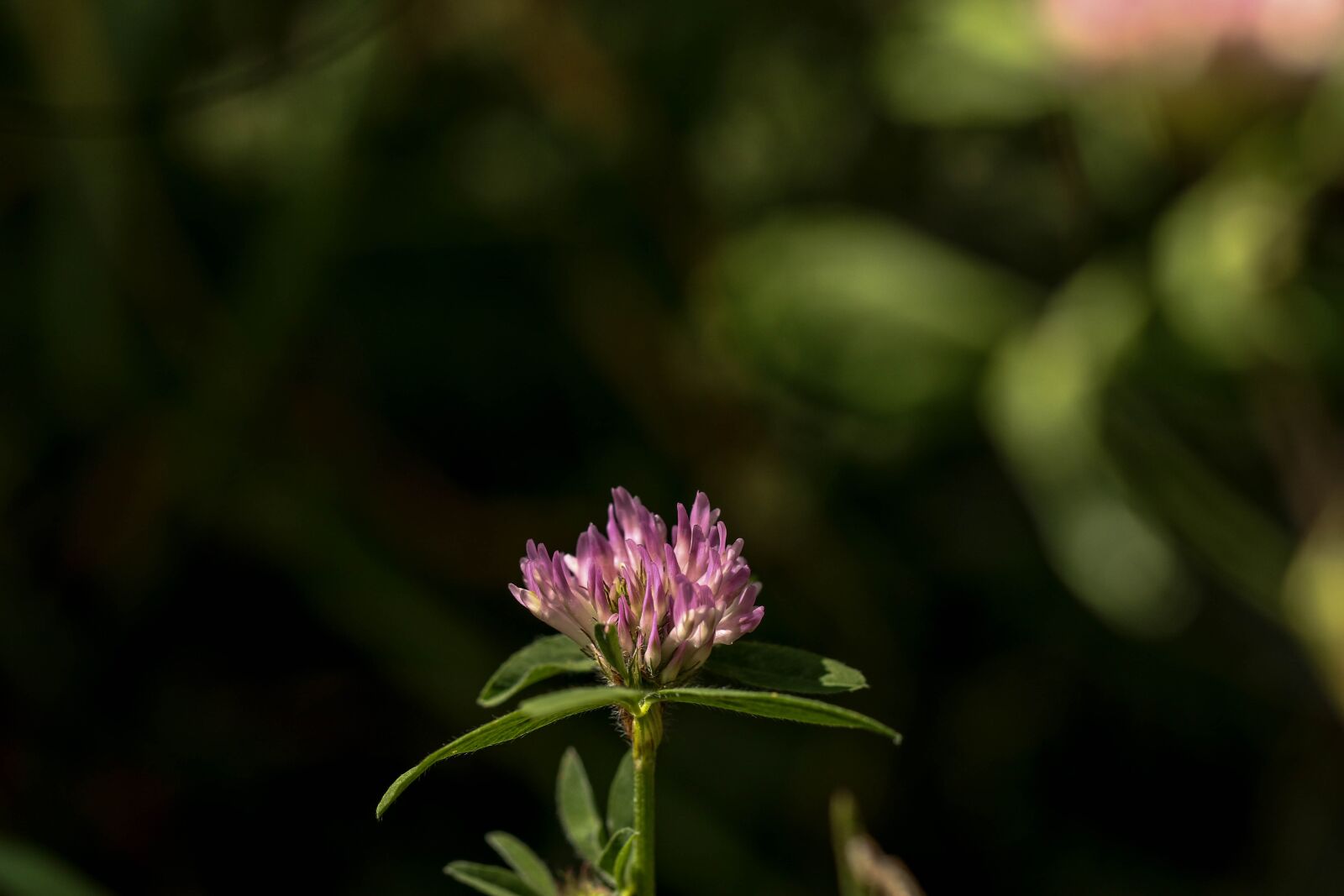 Canon EOS 7D Mark II sample photo. Wildflower, single flower, pink photography