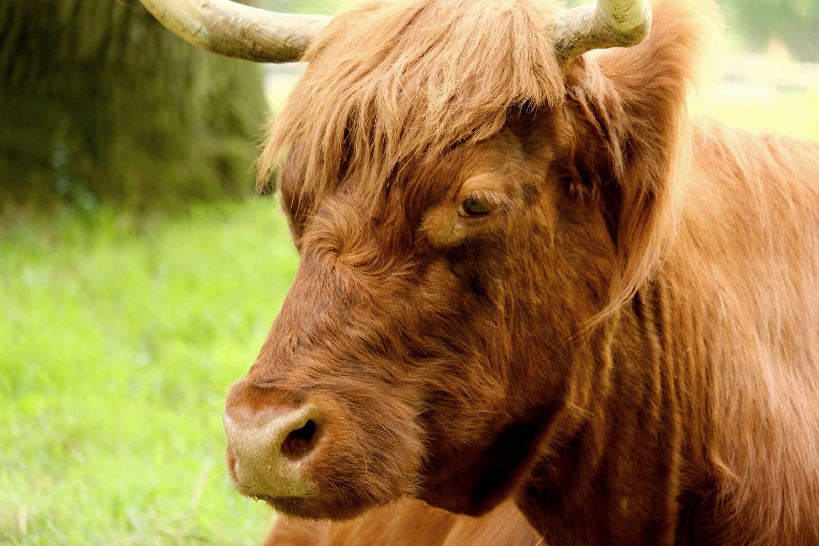 Fujifilm X-T20 sample photo. Beef, scottish hochlandrind, animal photography