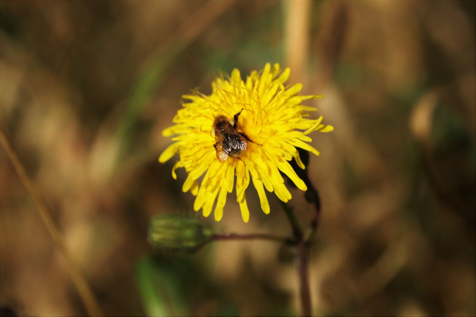 Canon EF 70-300mm F4-5.6L IS USM sample photo. Wasp, dandelion, flower photography