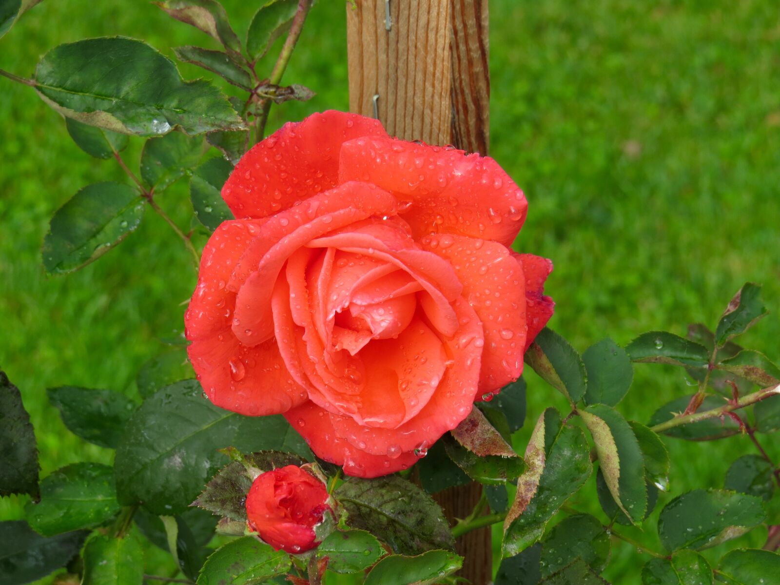 Canon PowerShot SX50 HS sample photo. Last, of, the, summer photography