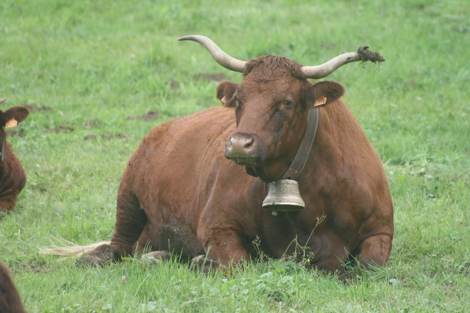 Canon EOS 400D (EOS Digital Rebel XTi / EOS Kiss Digital X) sample photo. Cow, nature, field photography