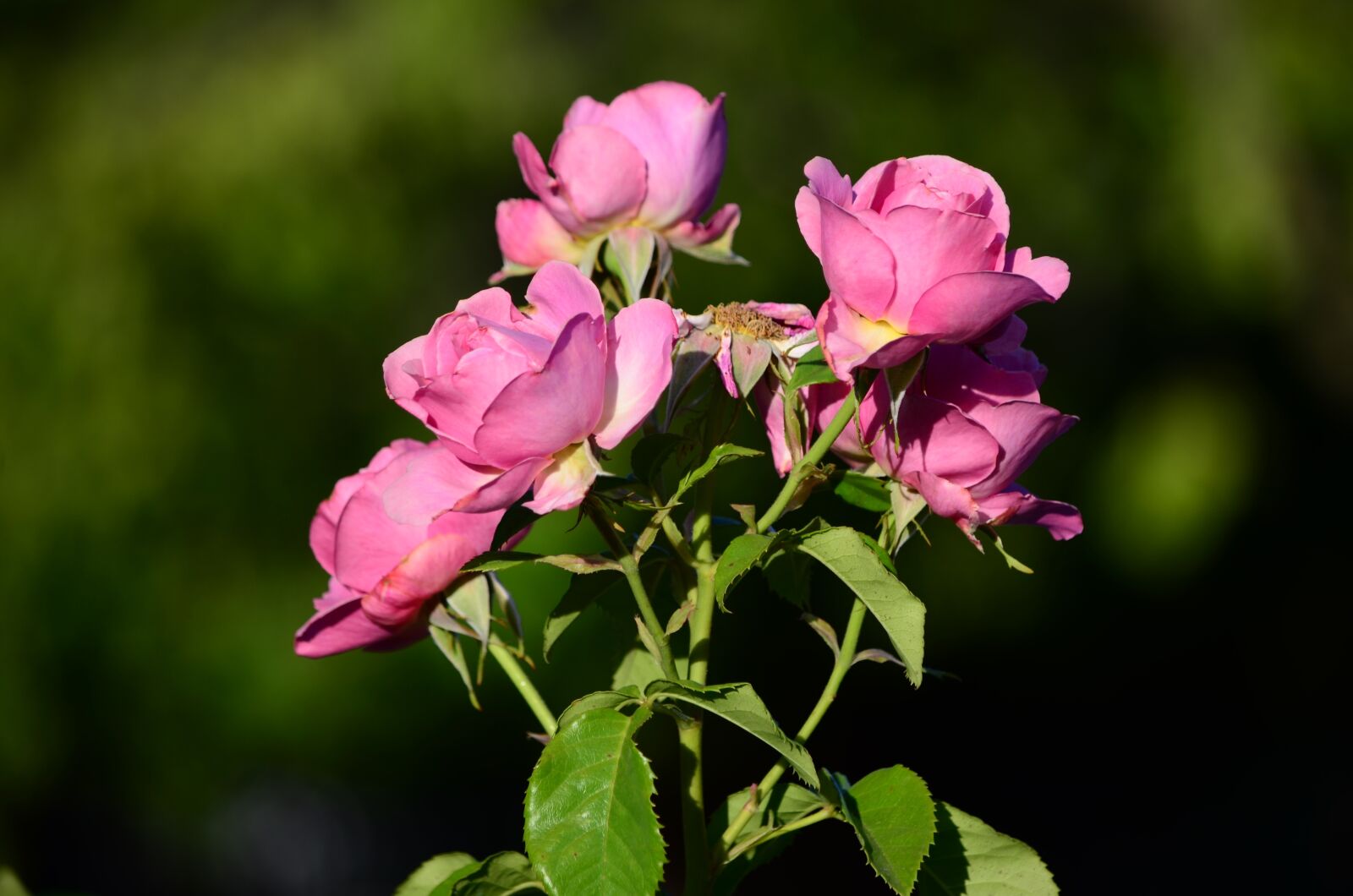 Nikon D5100 sample photo. Rose, dream, nature photography