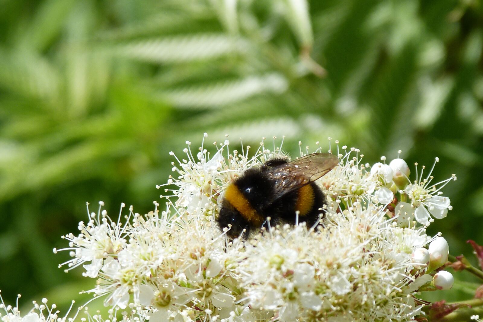 Panasonic Lumix DMC-FZ40 (Lumix DMC-FZ45) sample photo. Bumblebee, insect, pollination photography